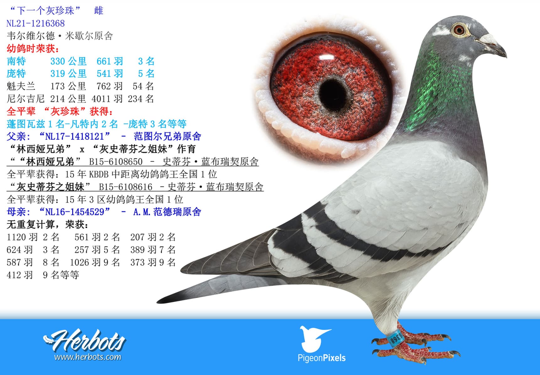 pigeon: undefined