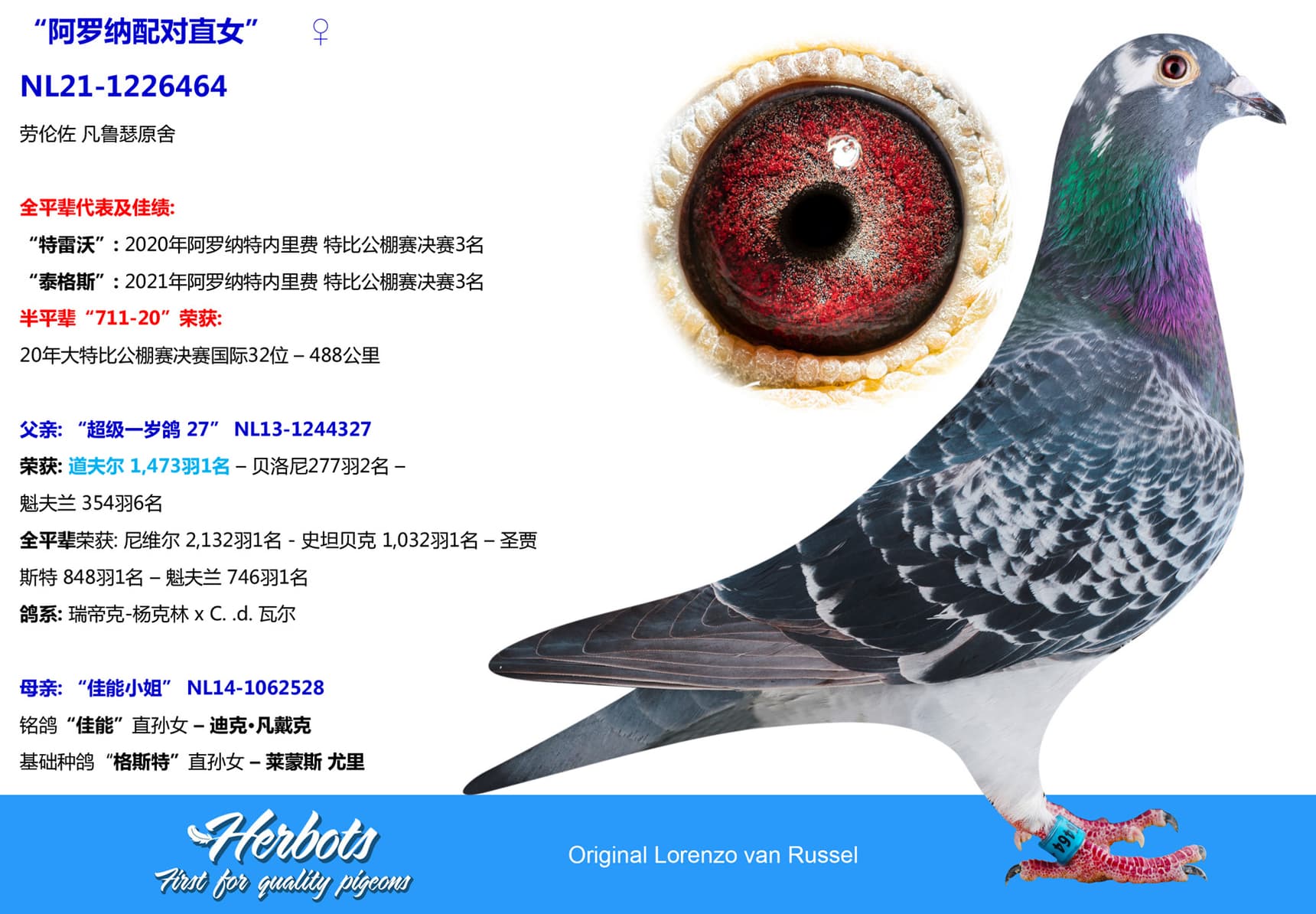pigeon: undefined