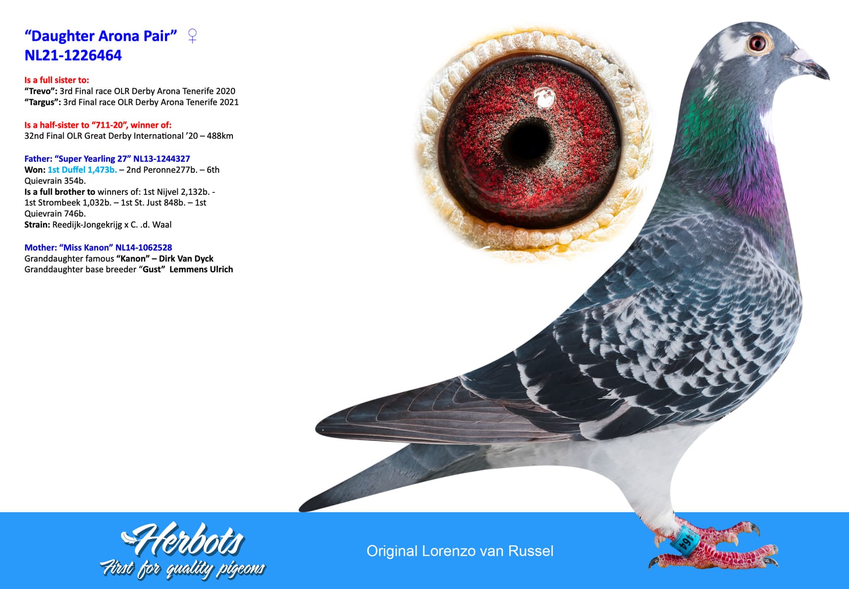 pigeon: undefined
