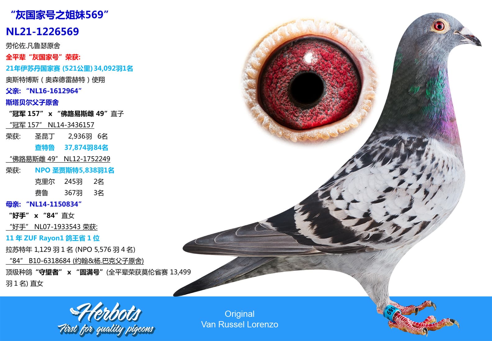 pigeon: undefined