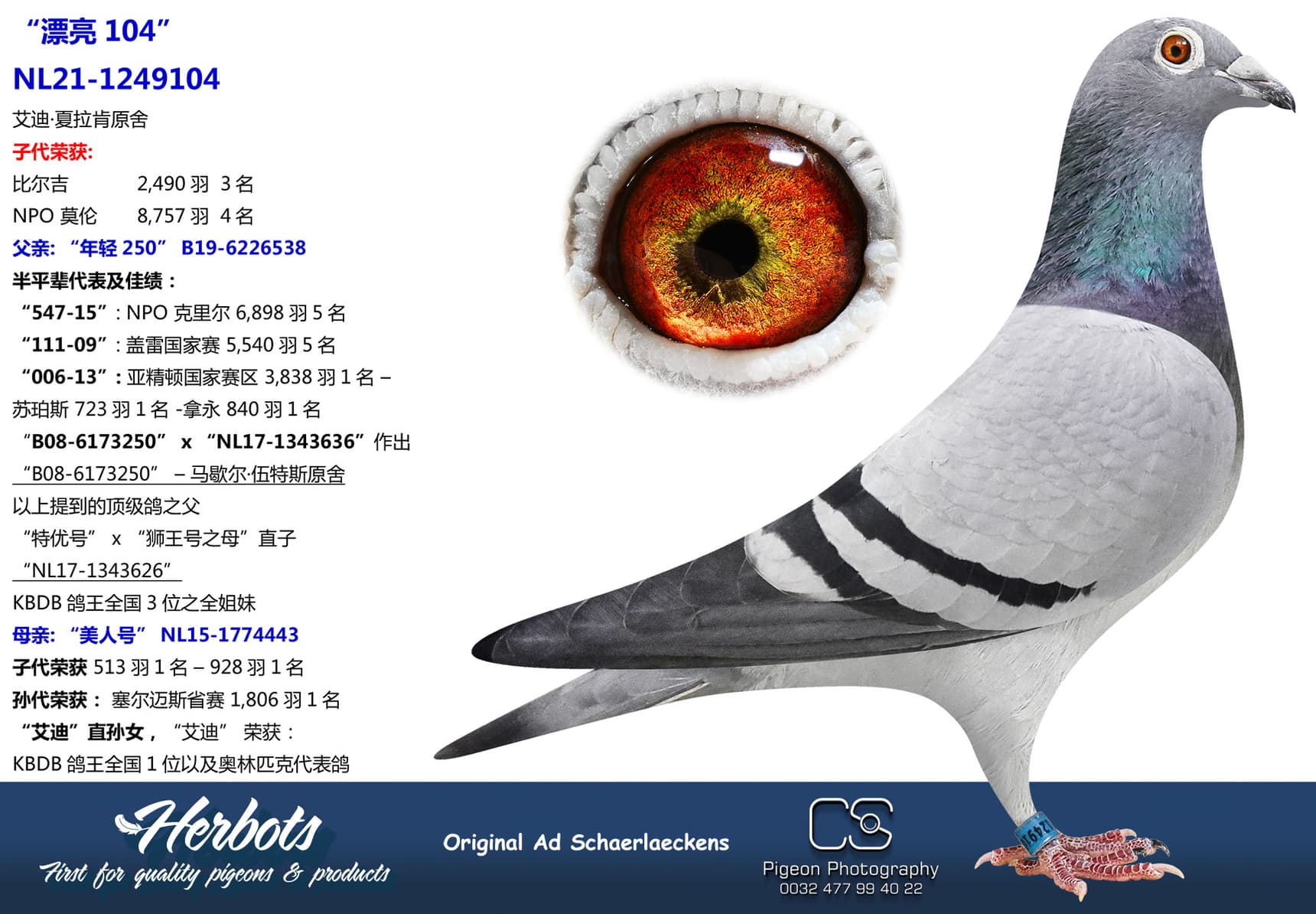 pigeon: “漂亮104”