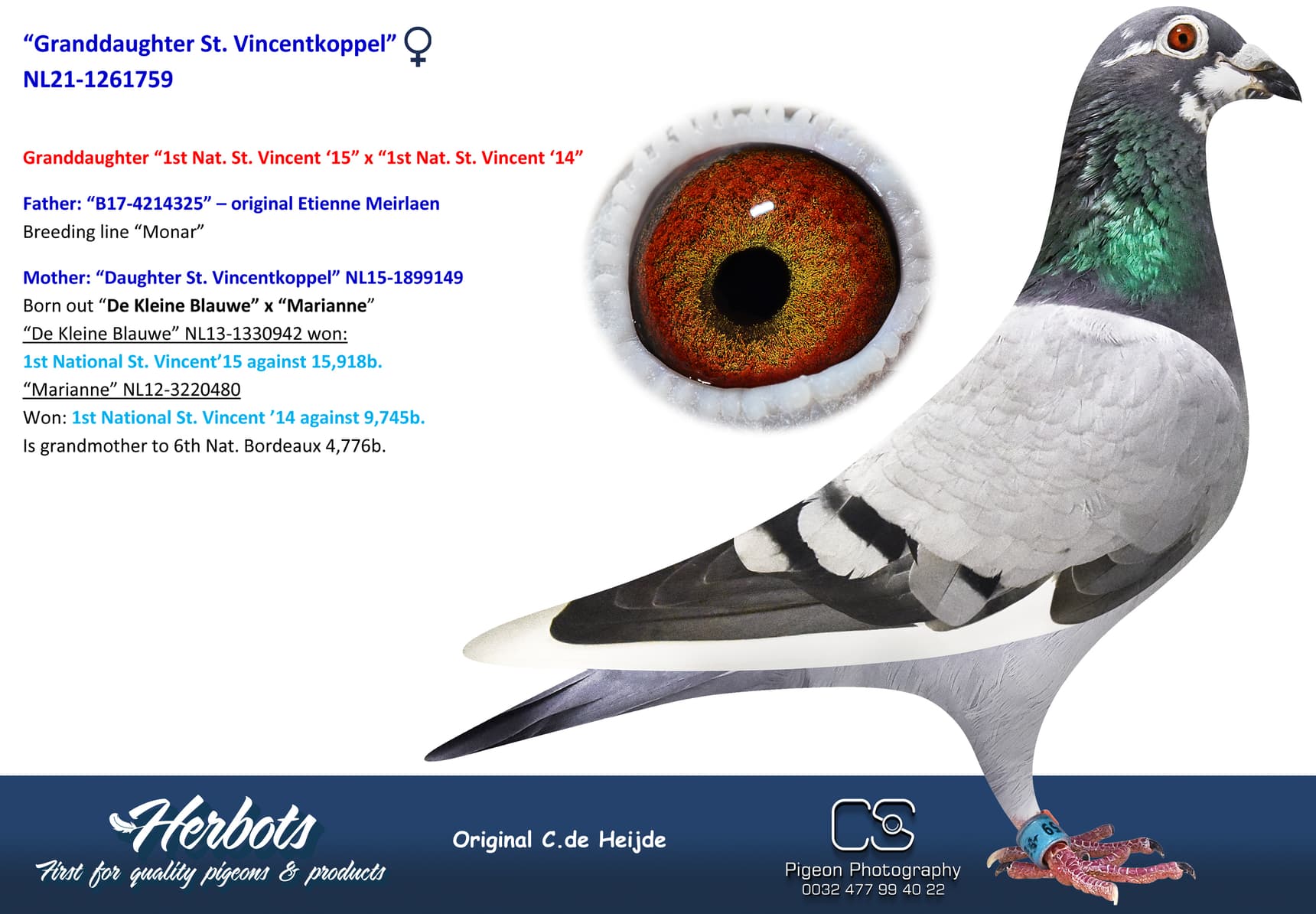 pigeon: undefined