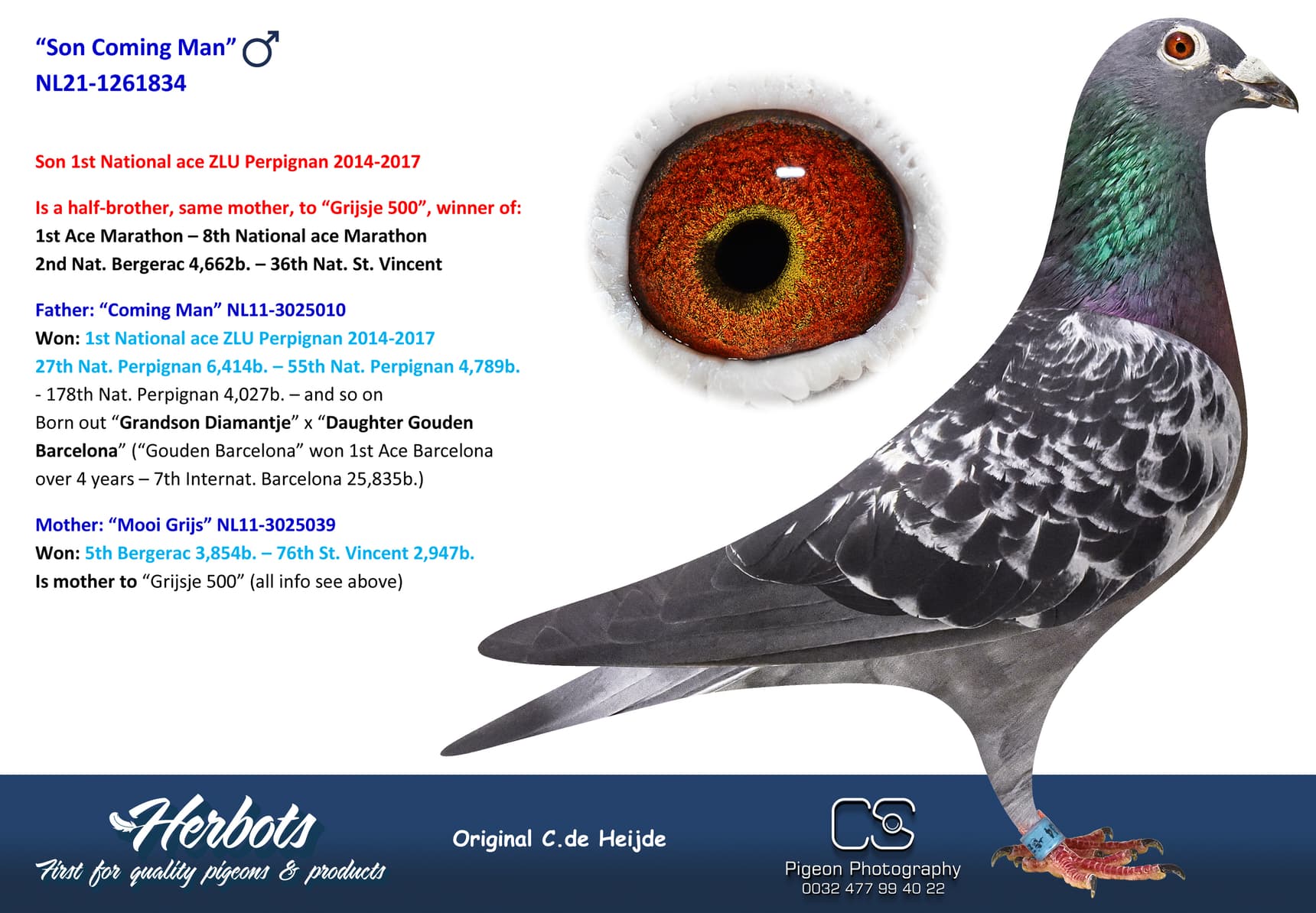 pigeon: undefined