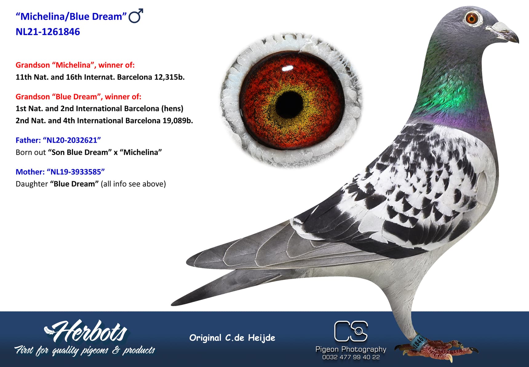 pigeon: undefined