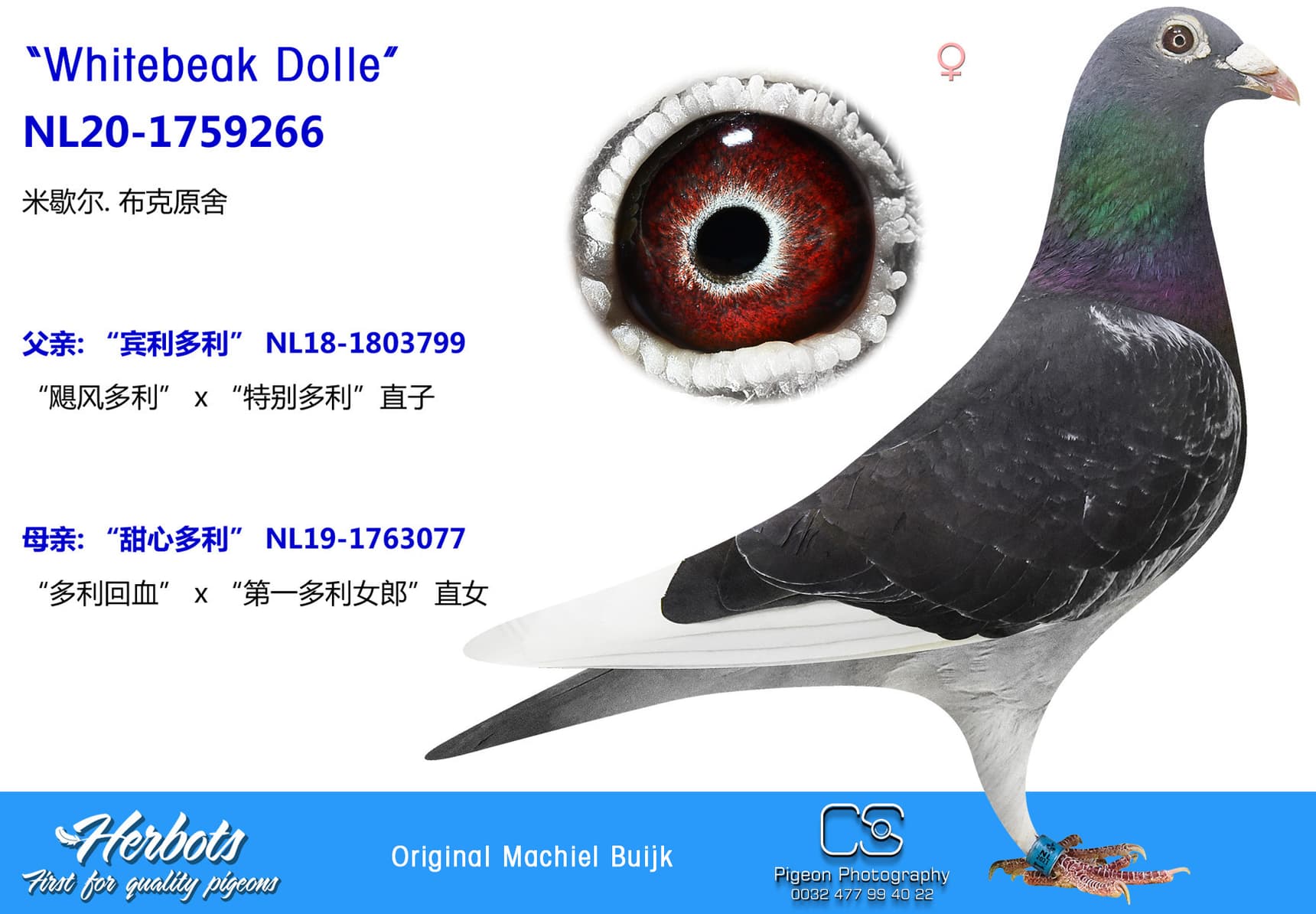 pigeon: “多利161”