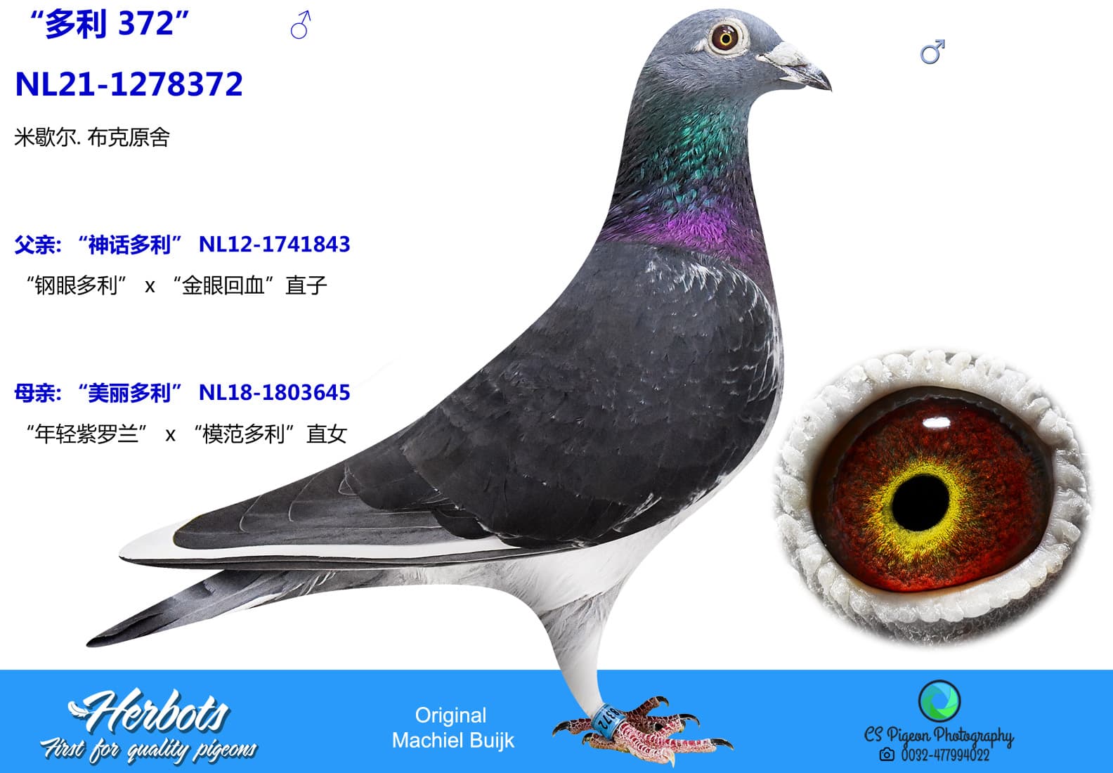 pigeon: undefined