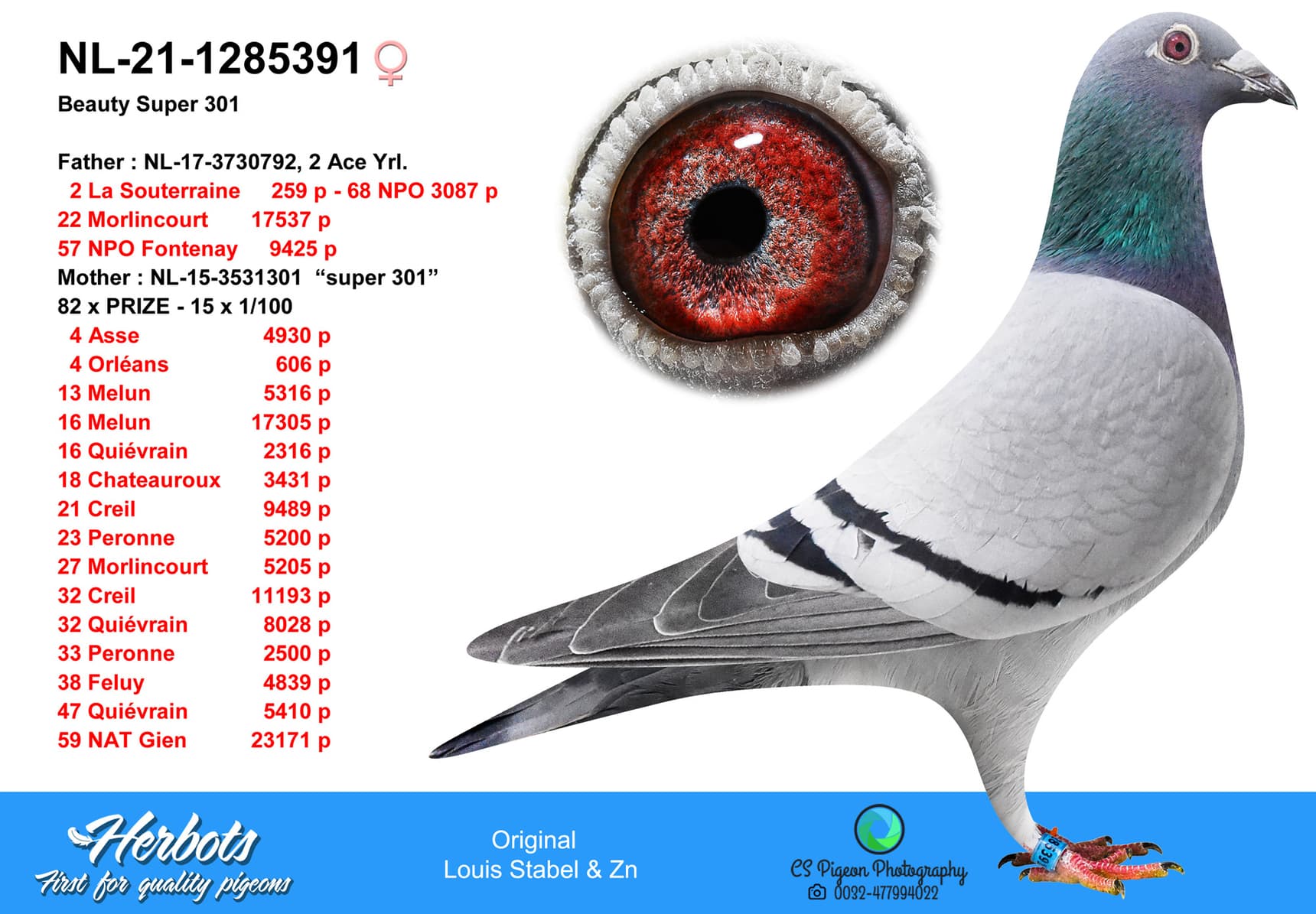 pigeon: undefined