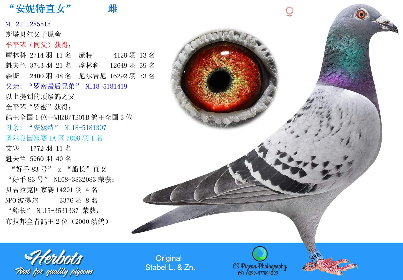 pigeon: undefined