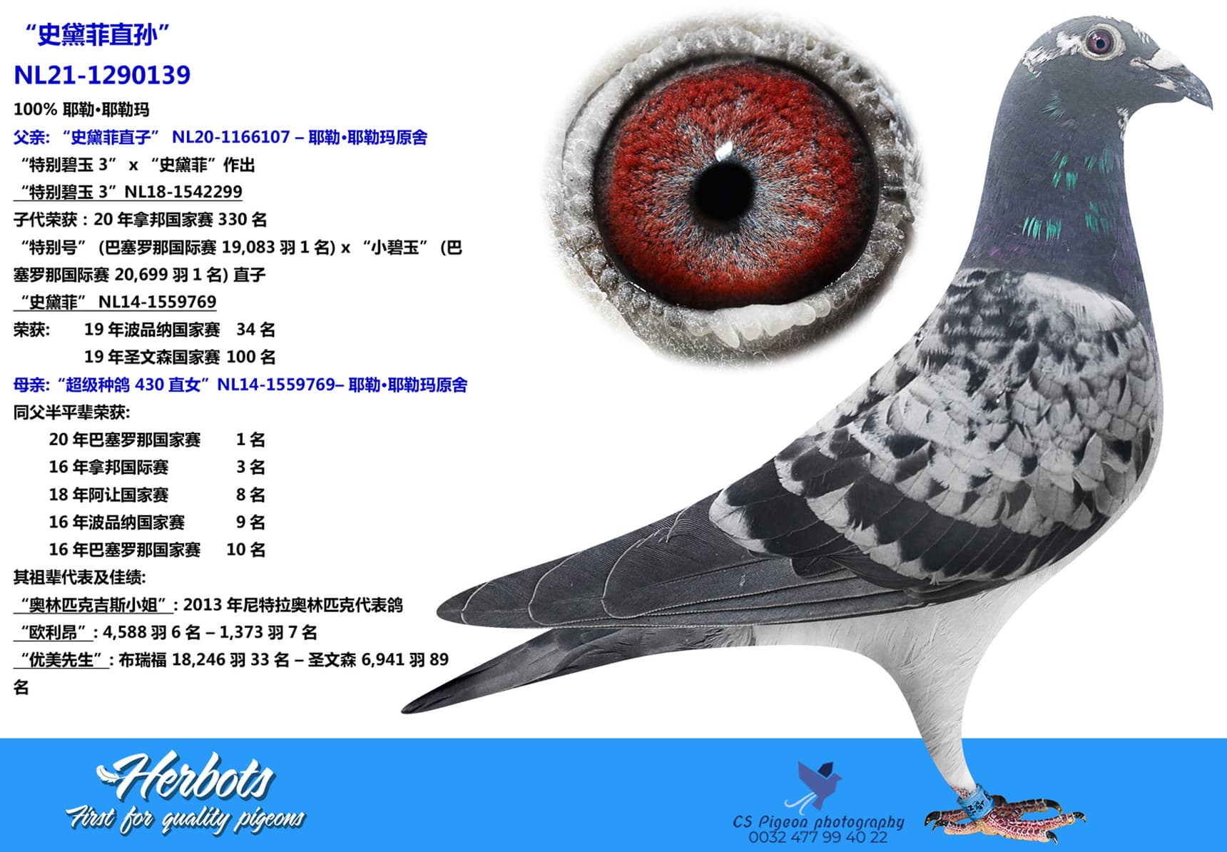 pigeon: undefined
