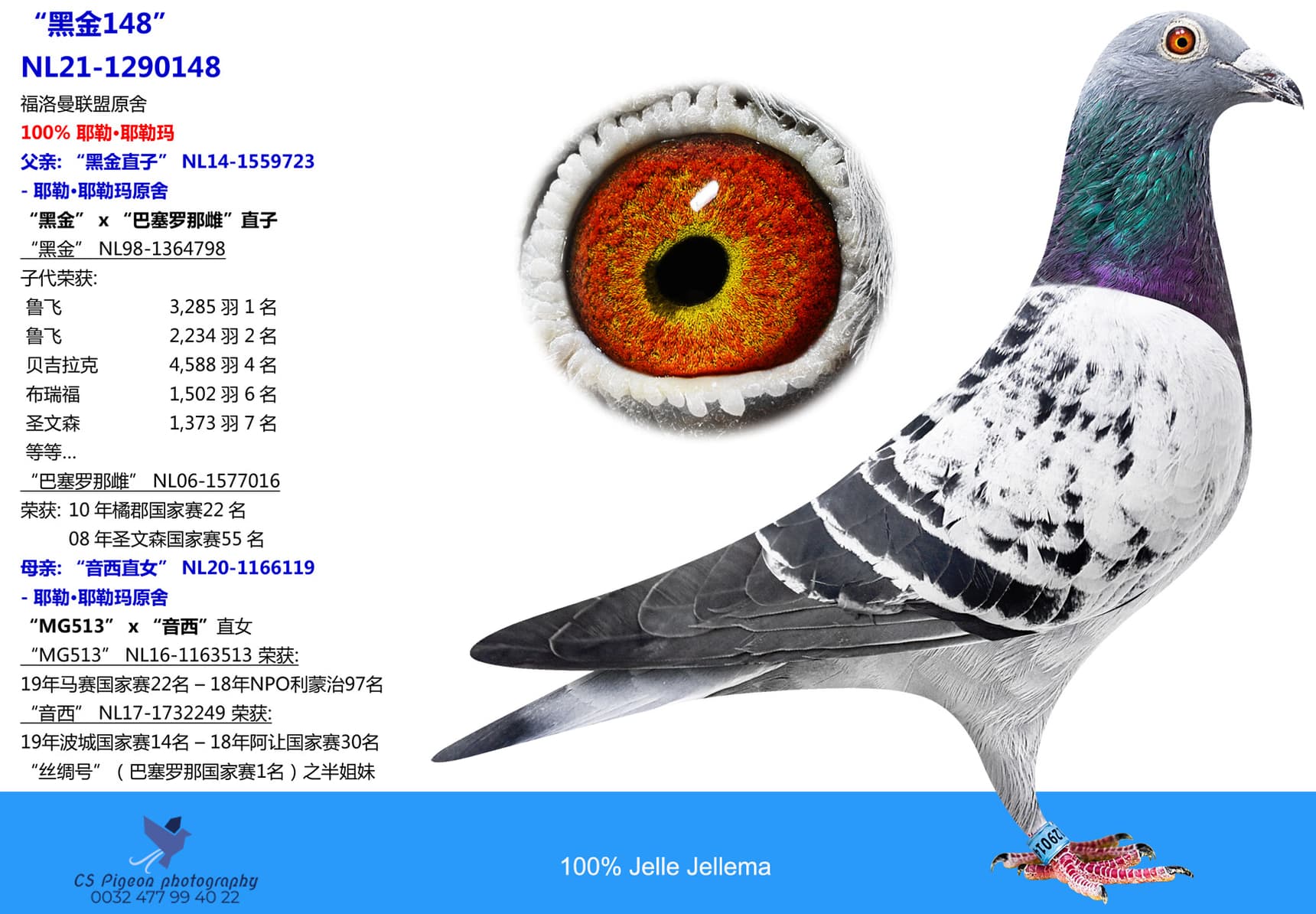 pigeon: “黑金148”