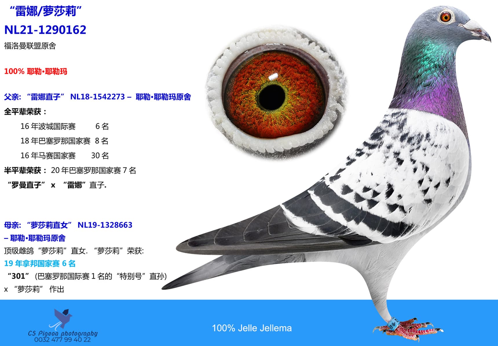 pigeon: “雷娜/萝莎莉”