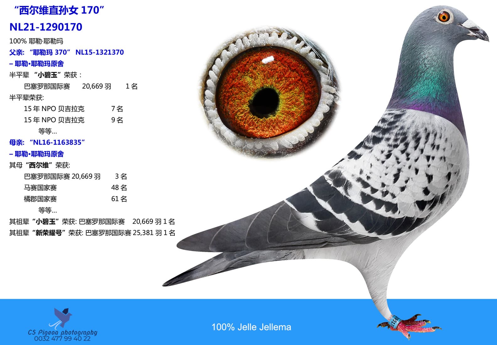 pigeon: undefined