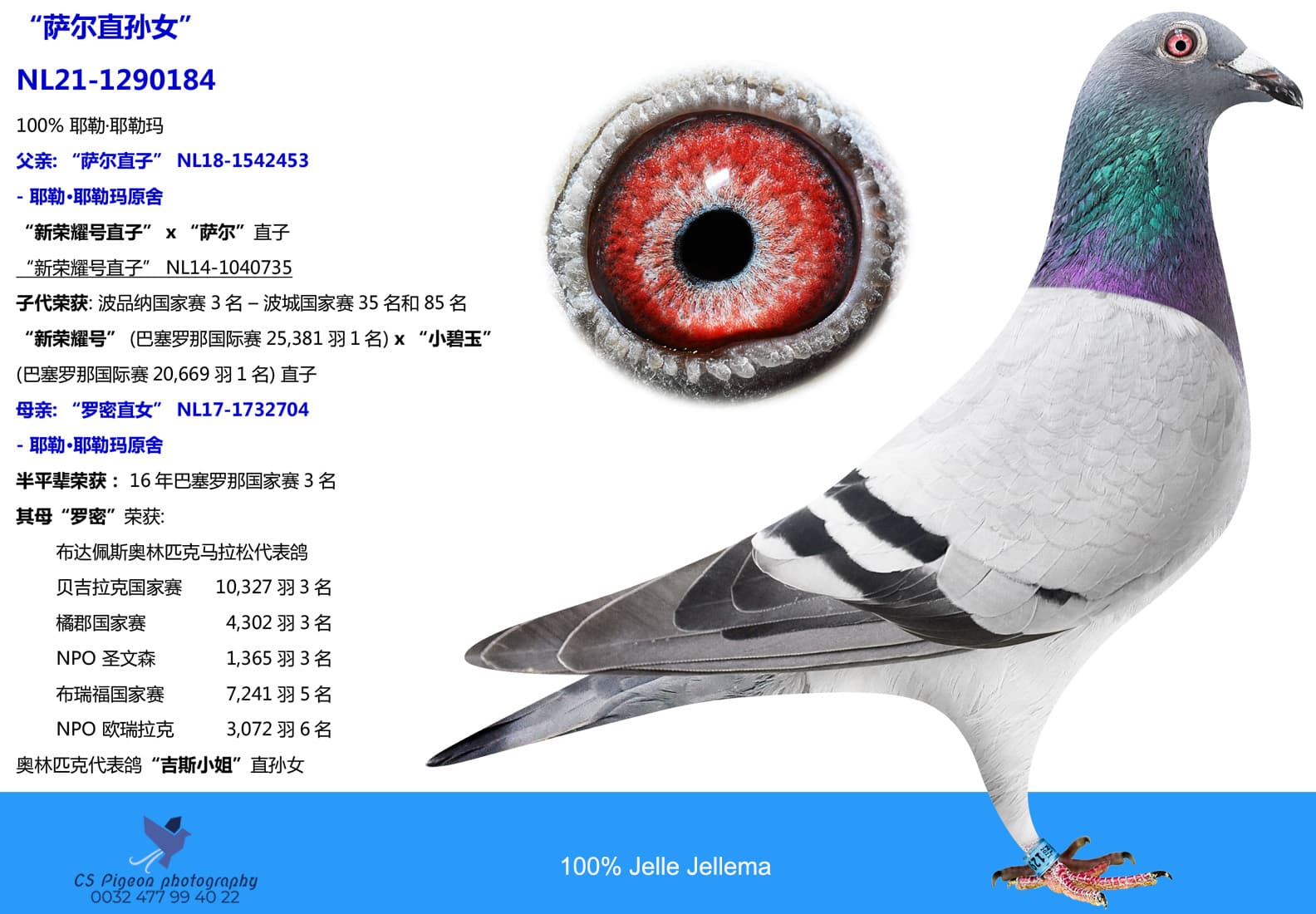 pigeon: undefined