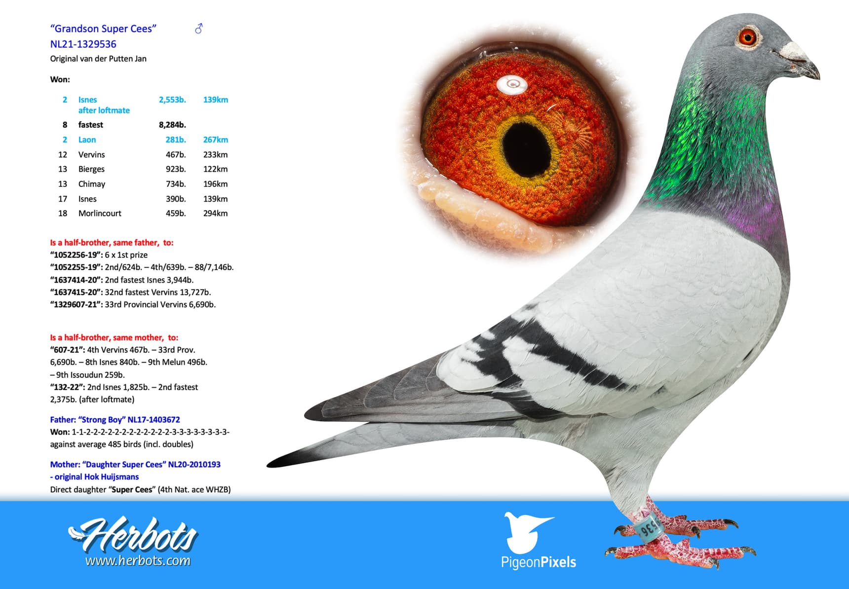 pigeon: undefined