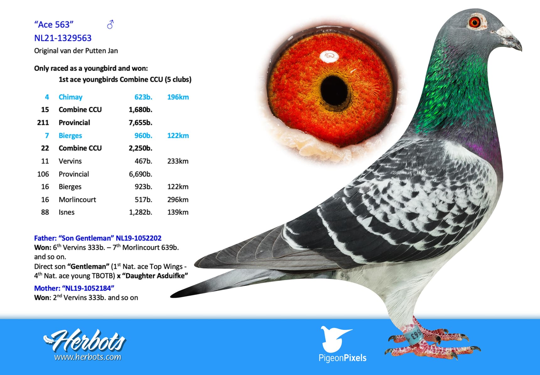 pigeon: undefined