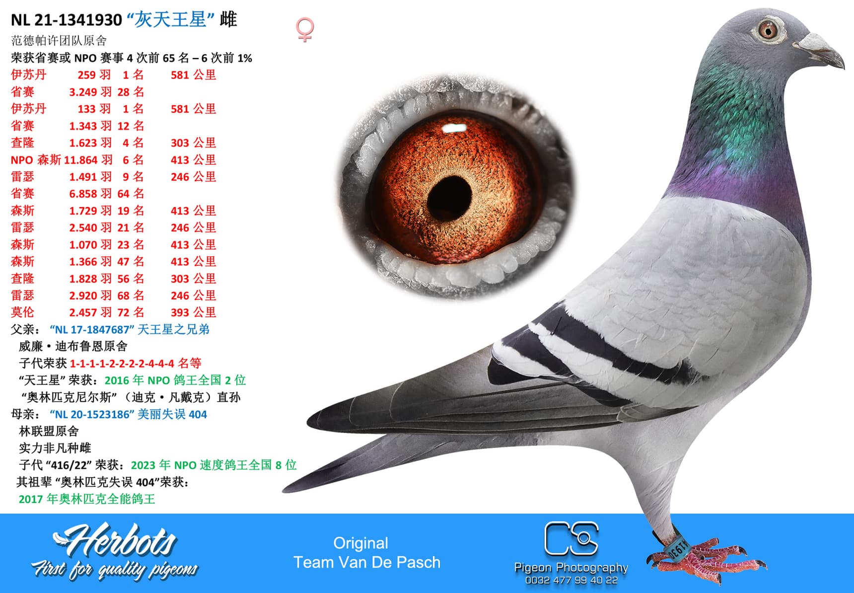 pigeon: undefined