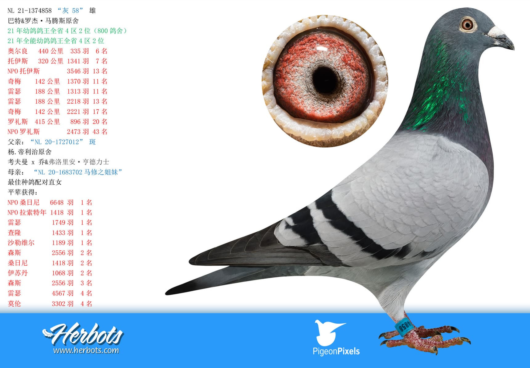 pigeon: undefined