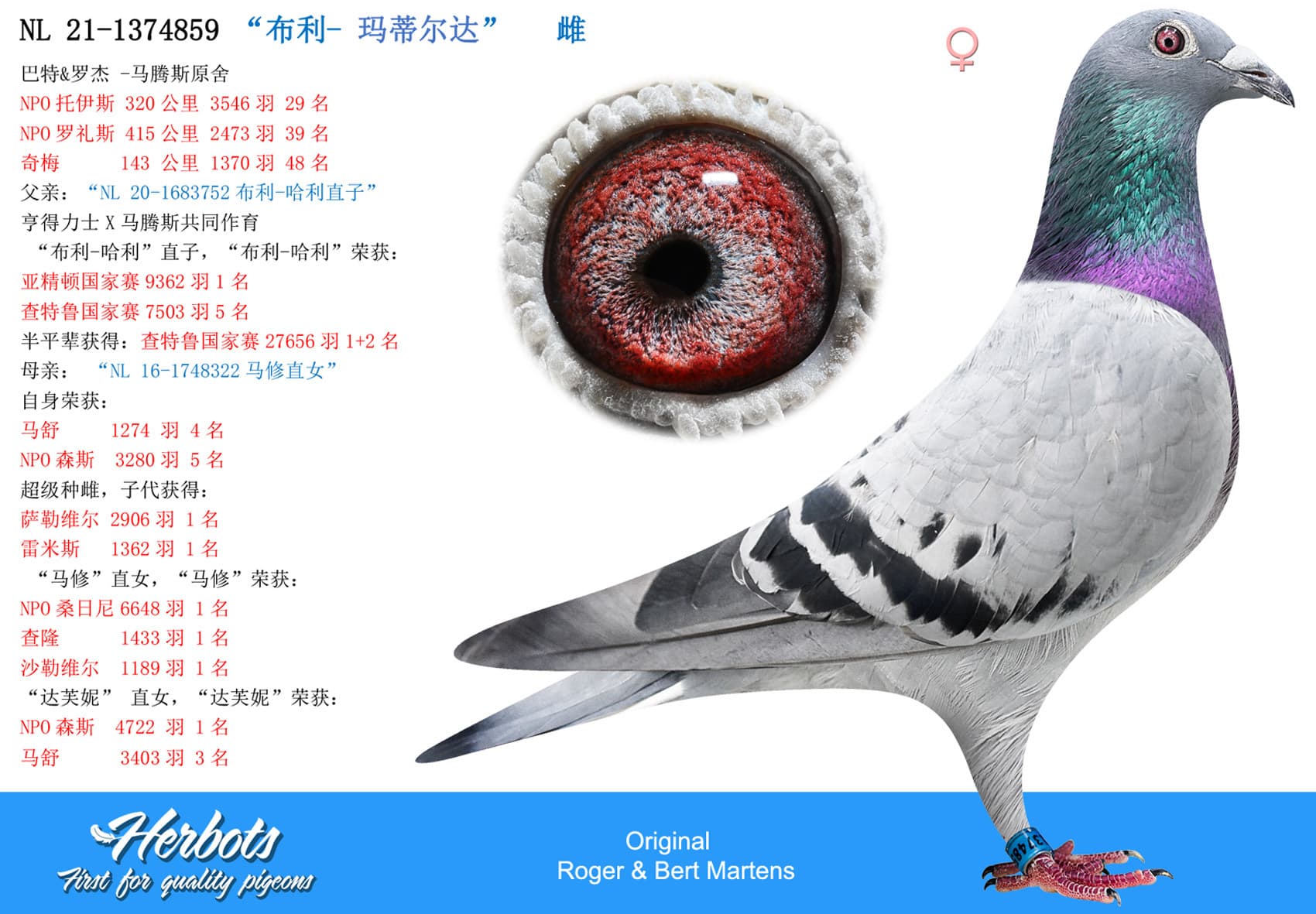 pigeon: undefined