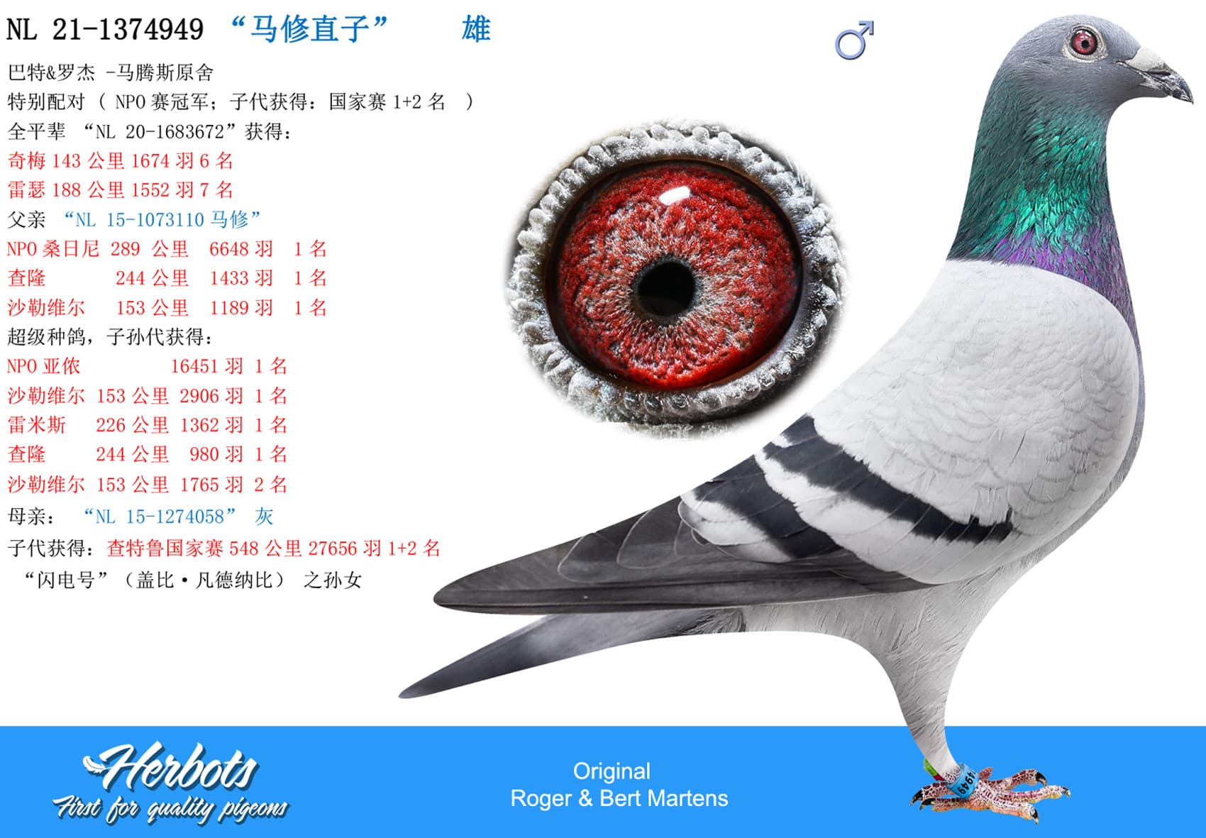 pigeon: undefined