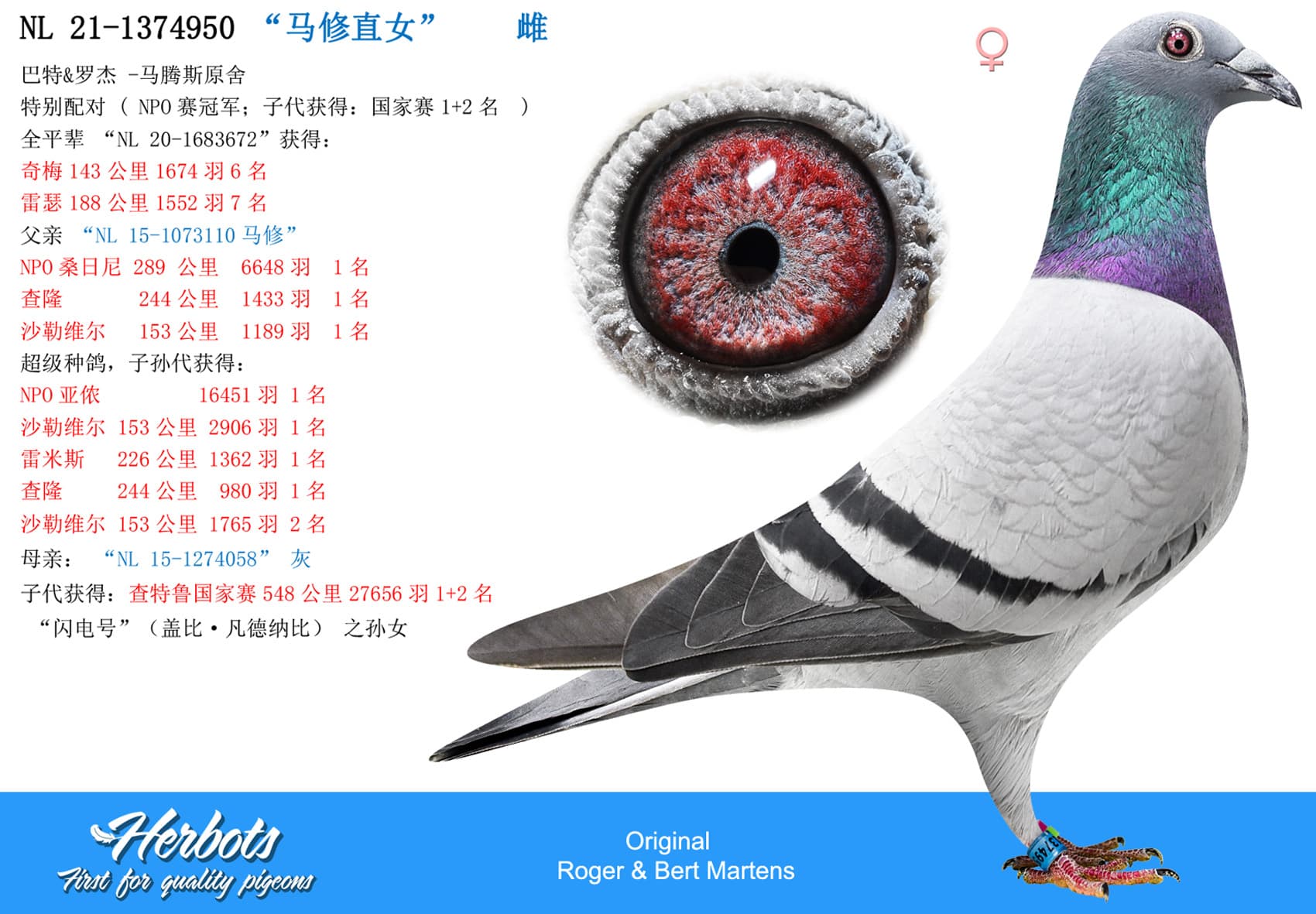 pigeon: undefined