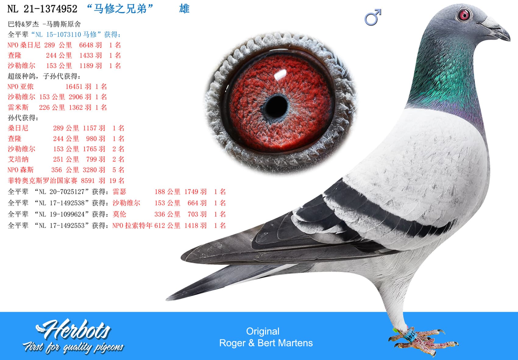 pigeon: undefined