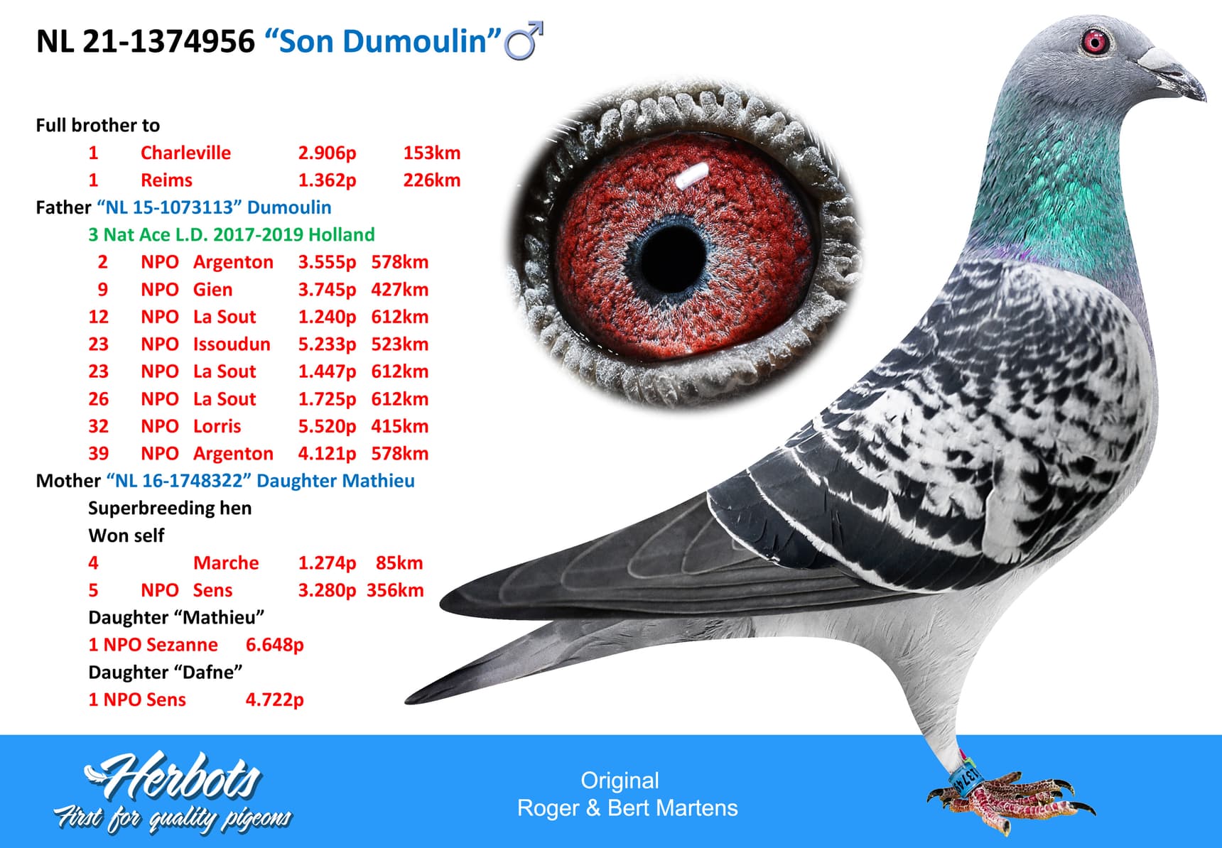 pigeon: undefined