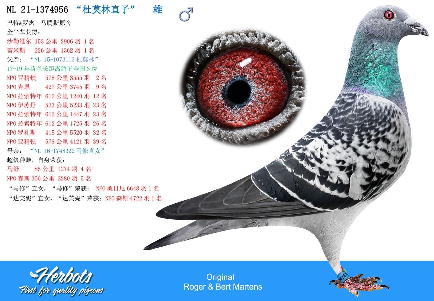 pigeon: undefined