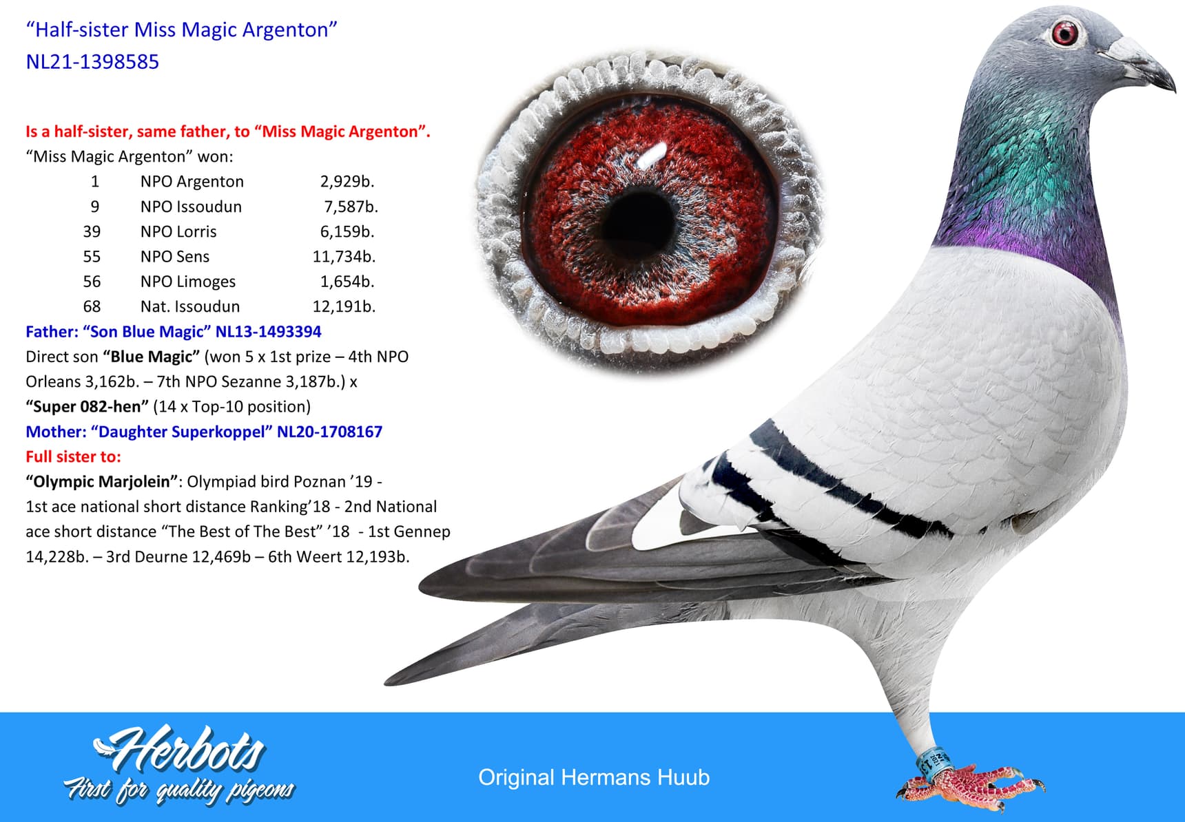 pigeon: undefined