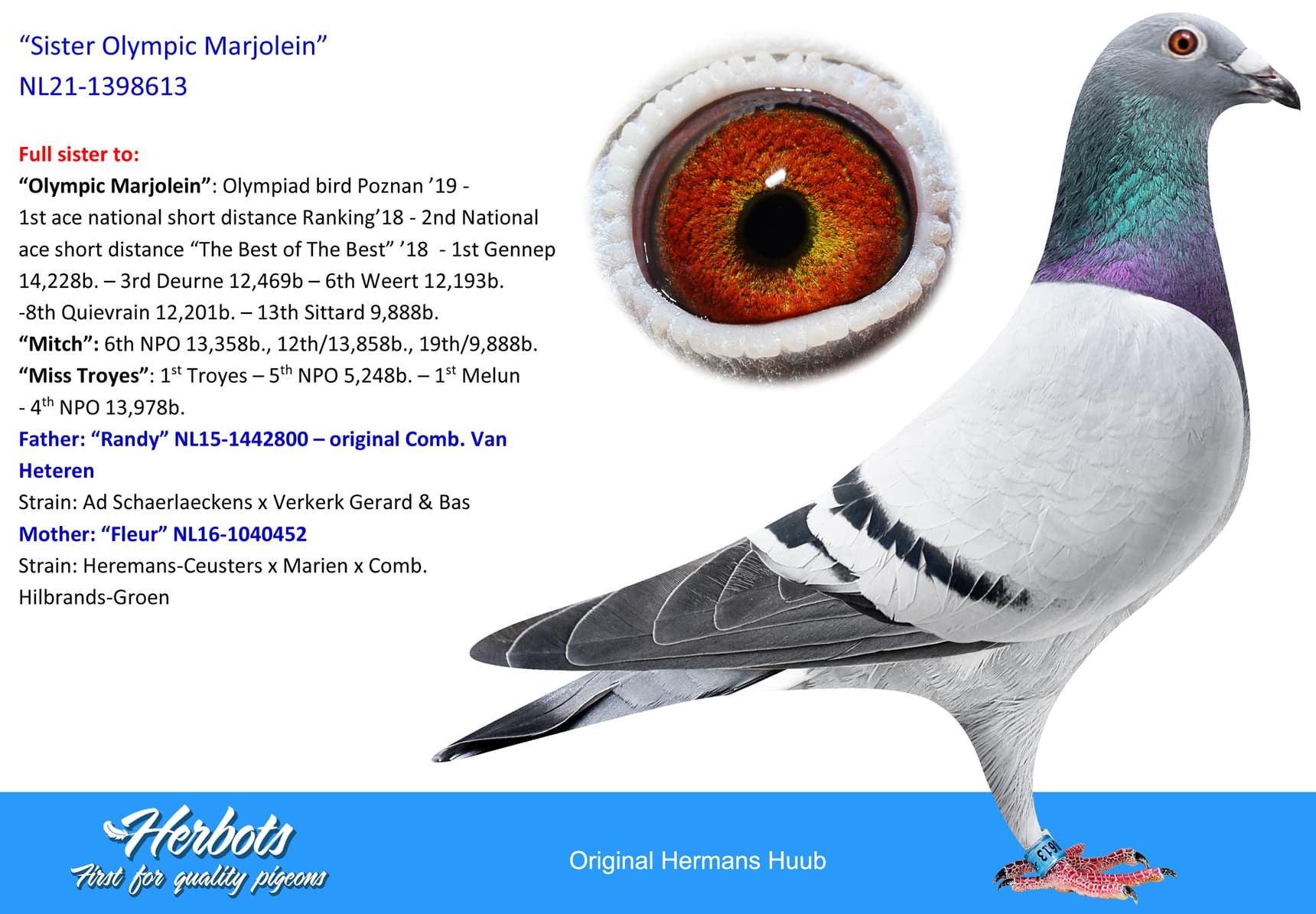pigeon: undefined