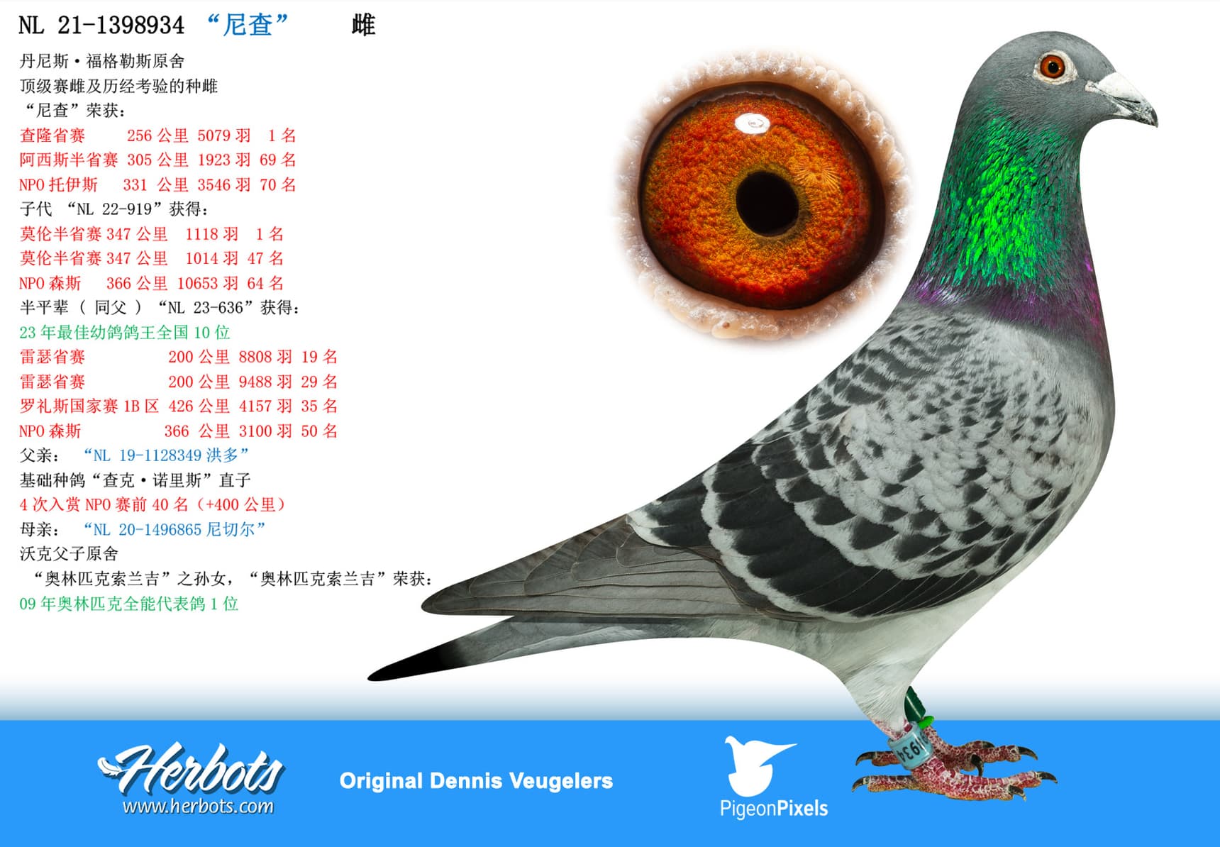 pigeon: undefined