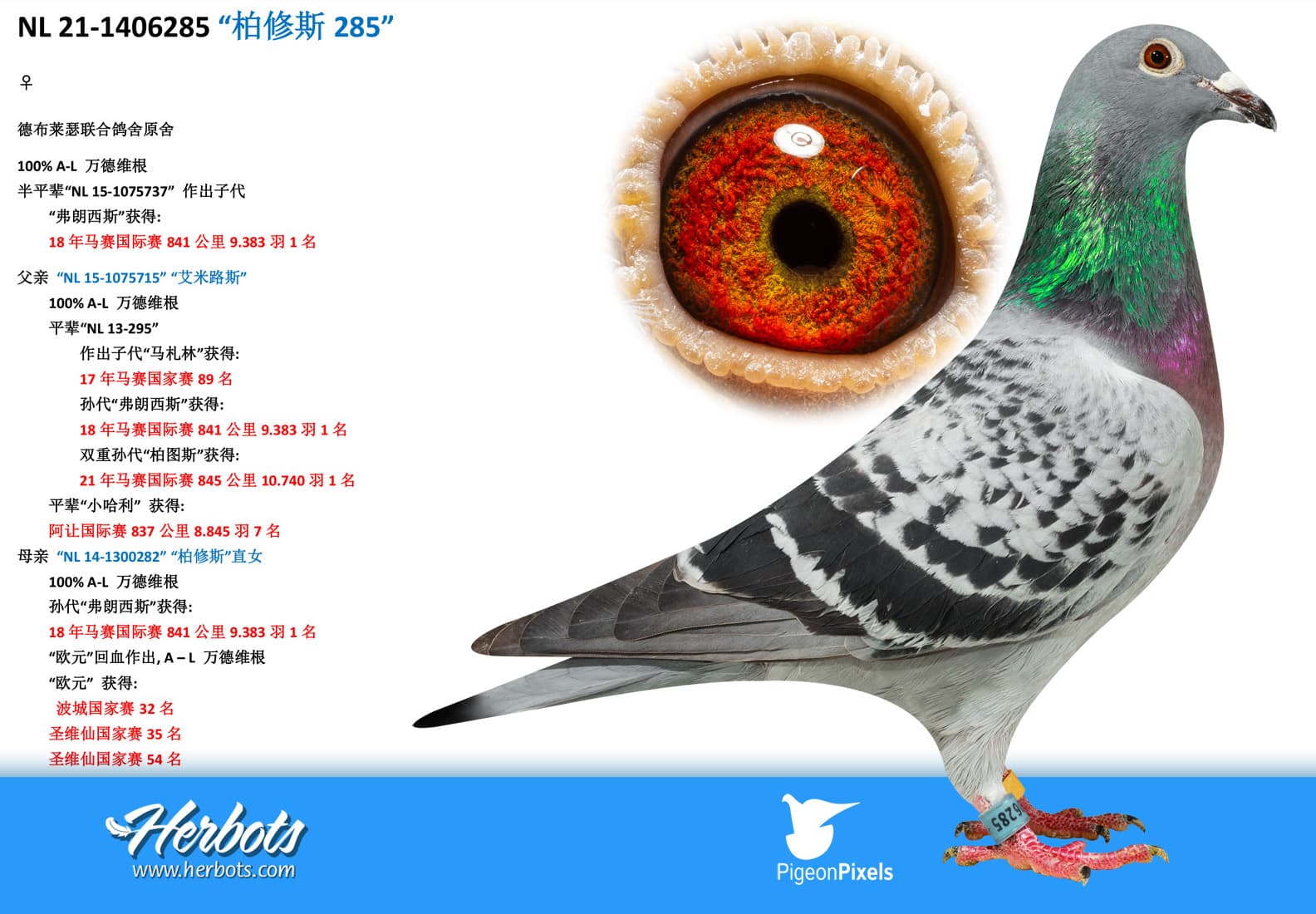 pigeon: “柏修斯285”