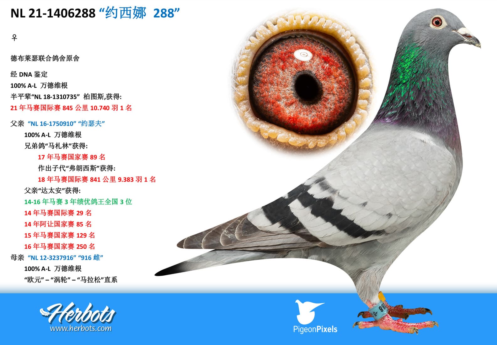 pigeon: “约西娜 288”