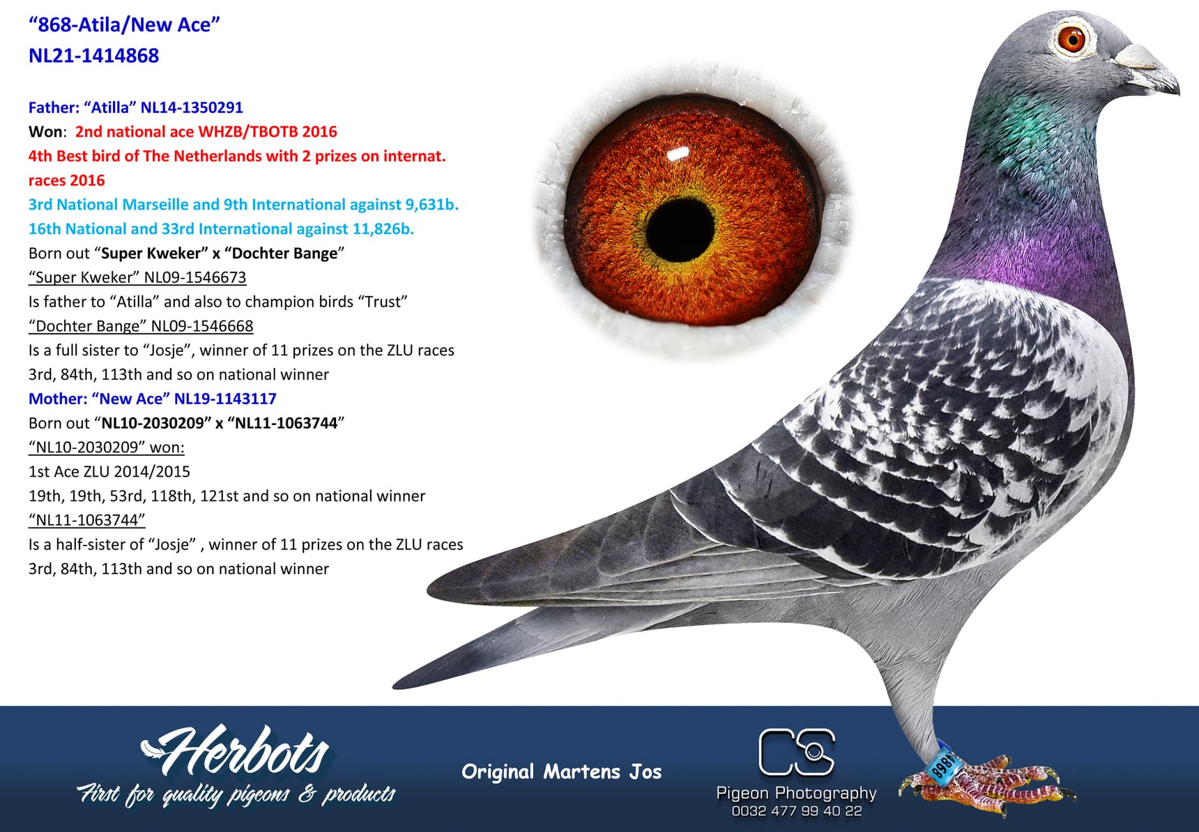 pigeon: undefined