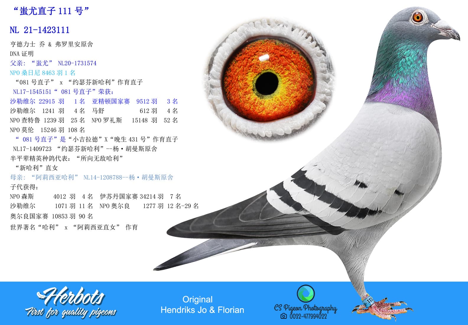 pigeon: undefined