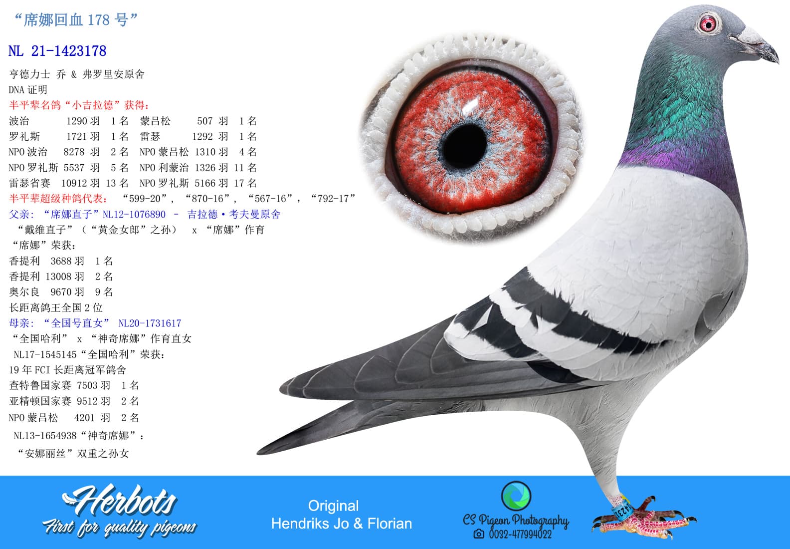 pigeon: undefined