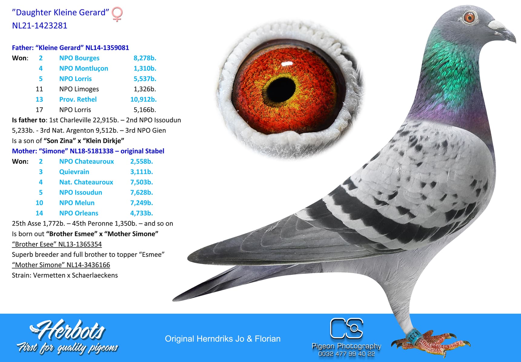pigeon: undefined