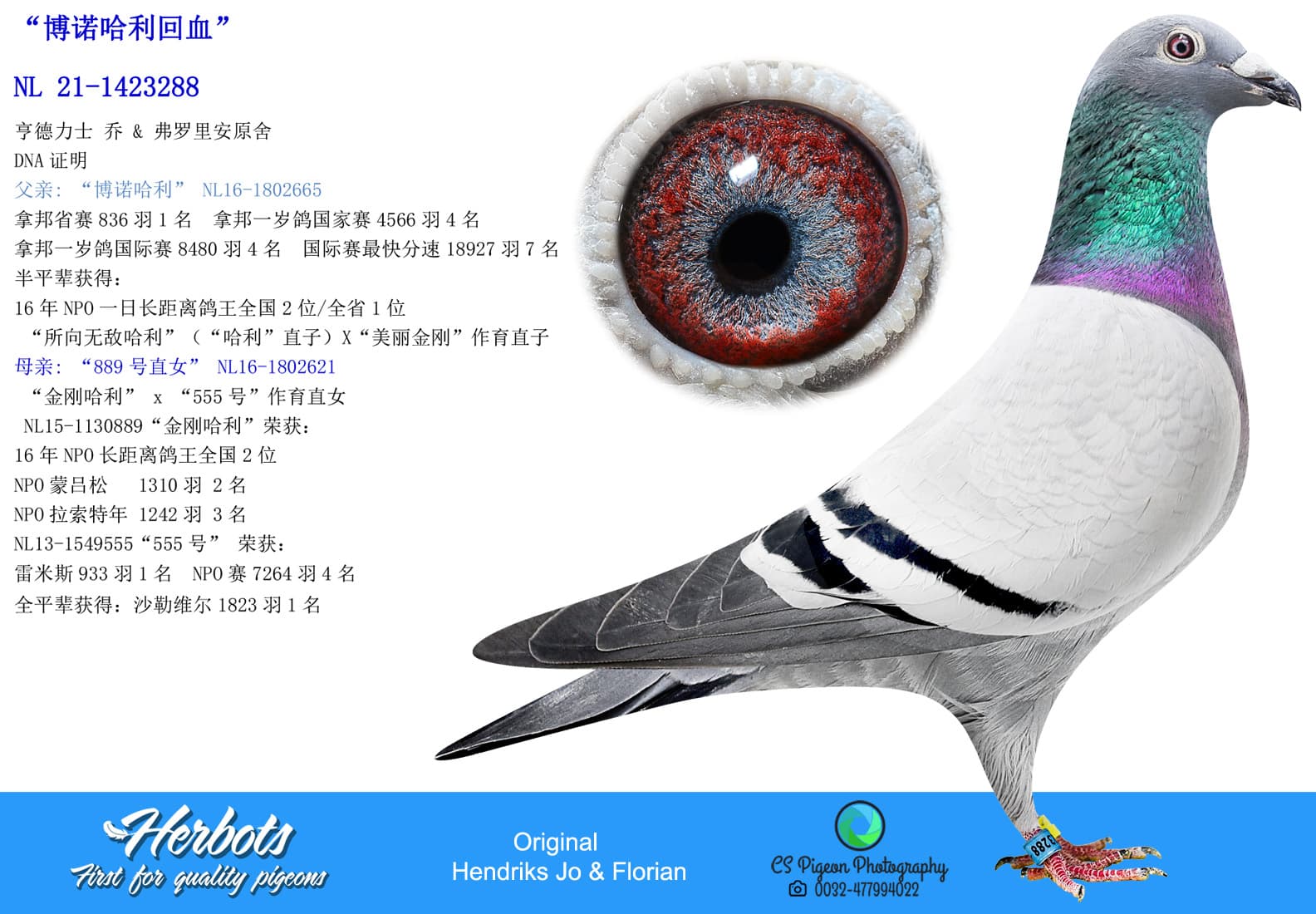 pigeon: undefined