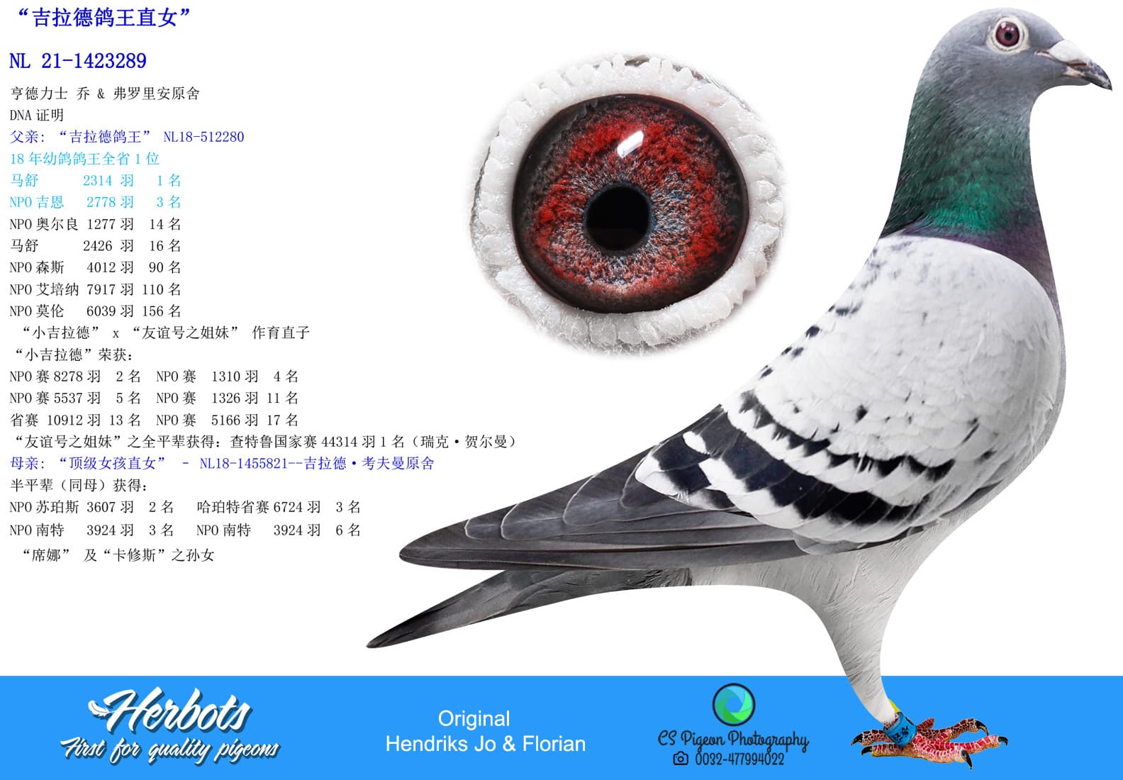 pigeon: undefined