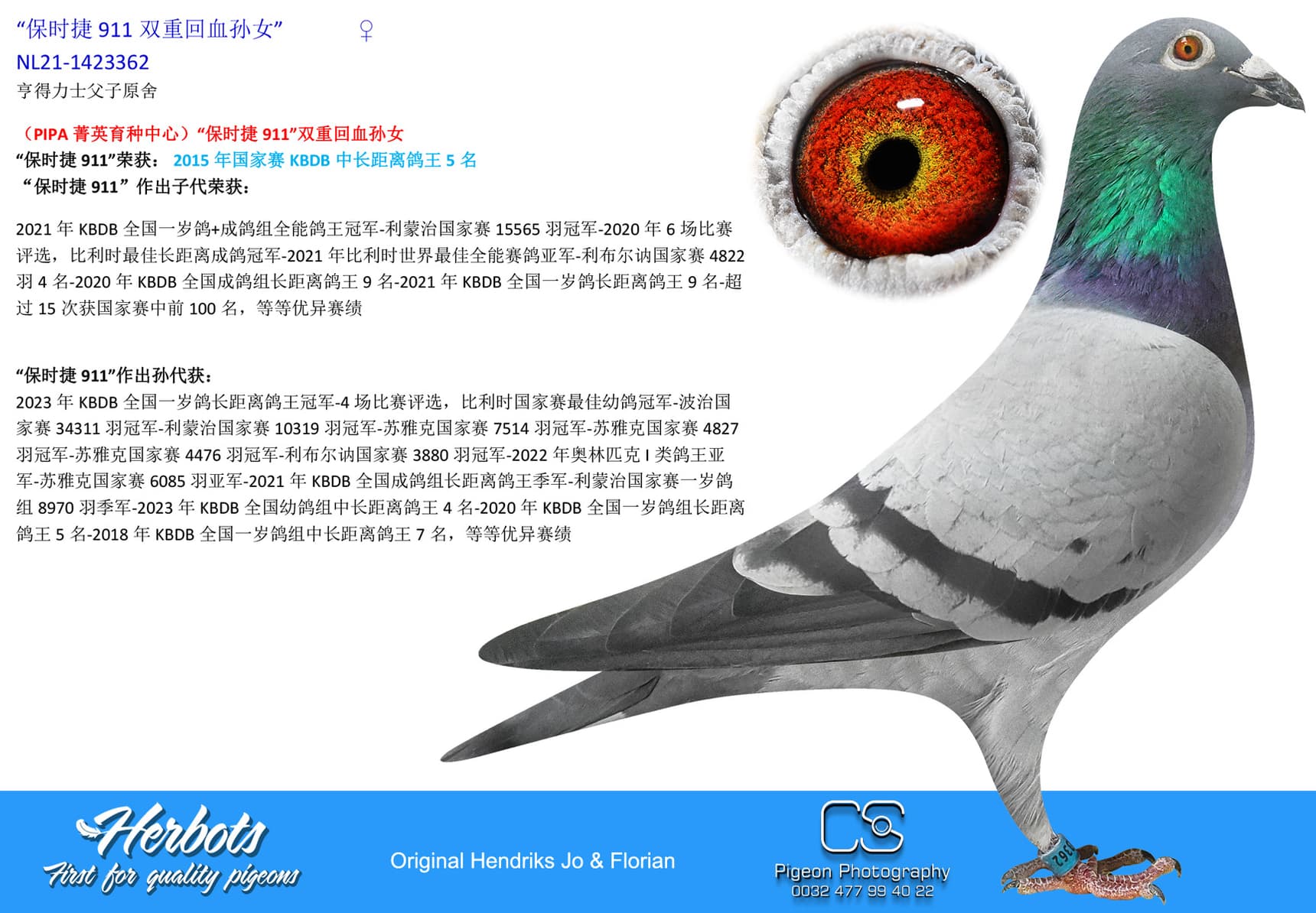 pigeon: undefined