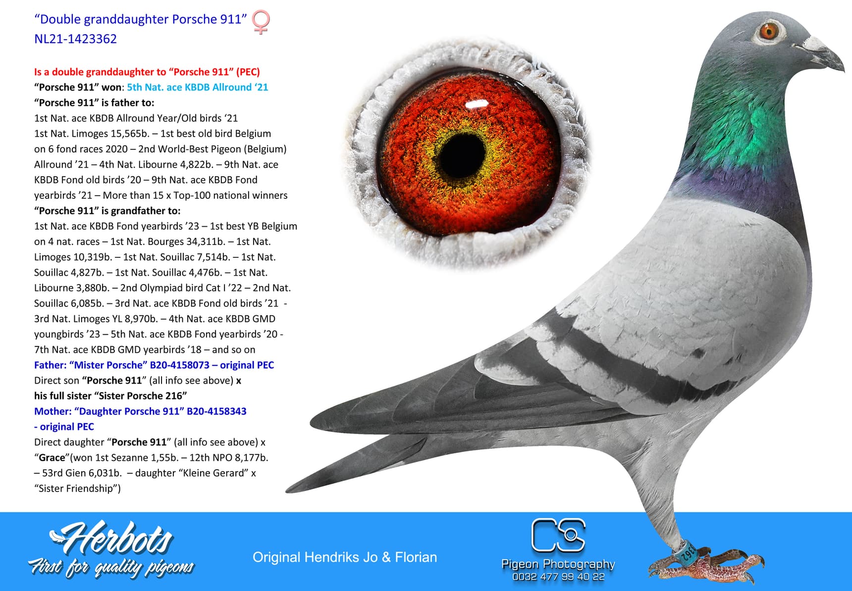 pigeon: undefined