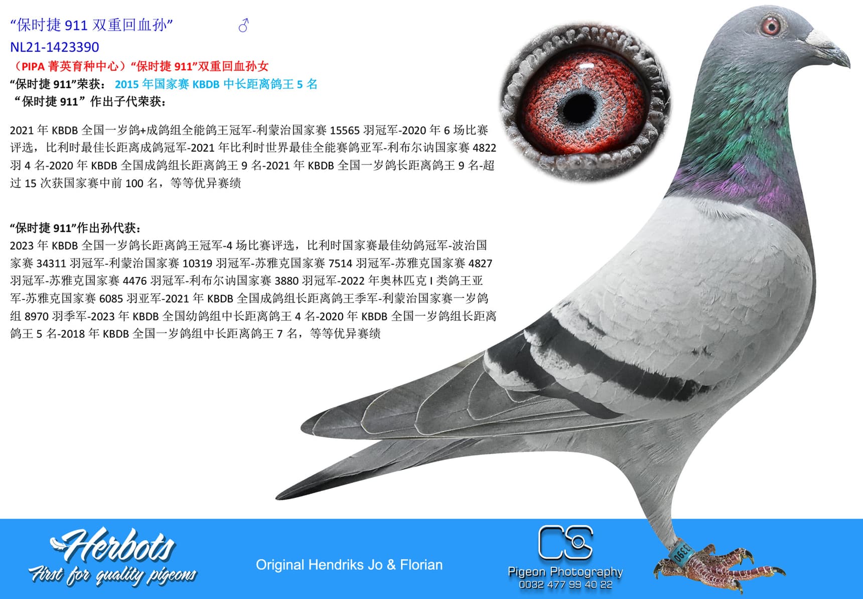 pigeon: undefined