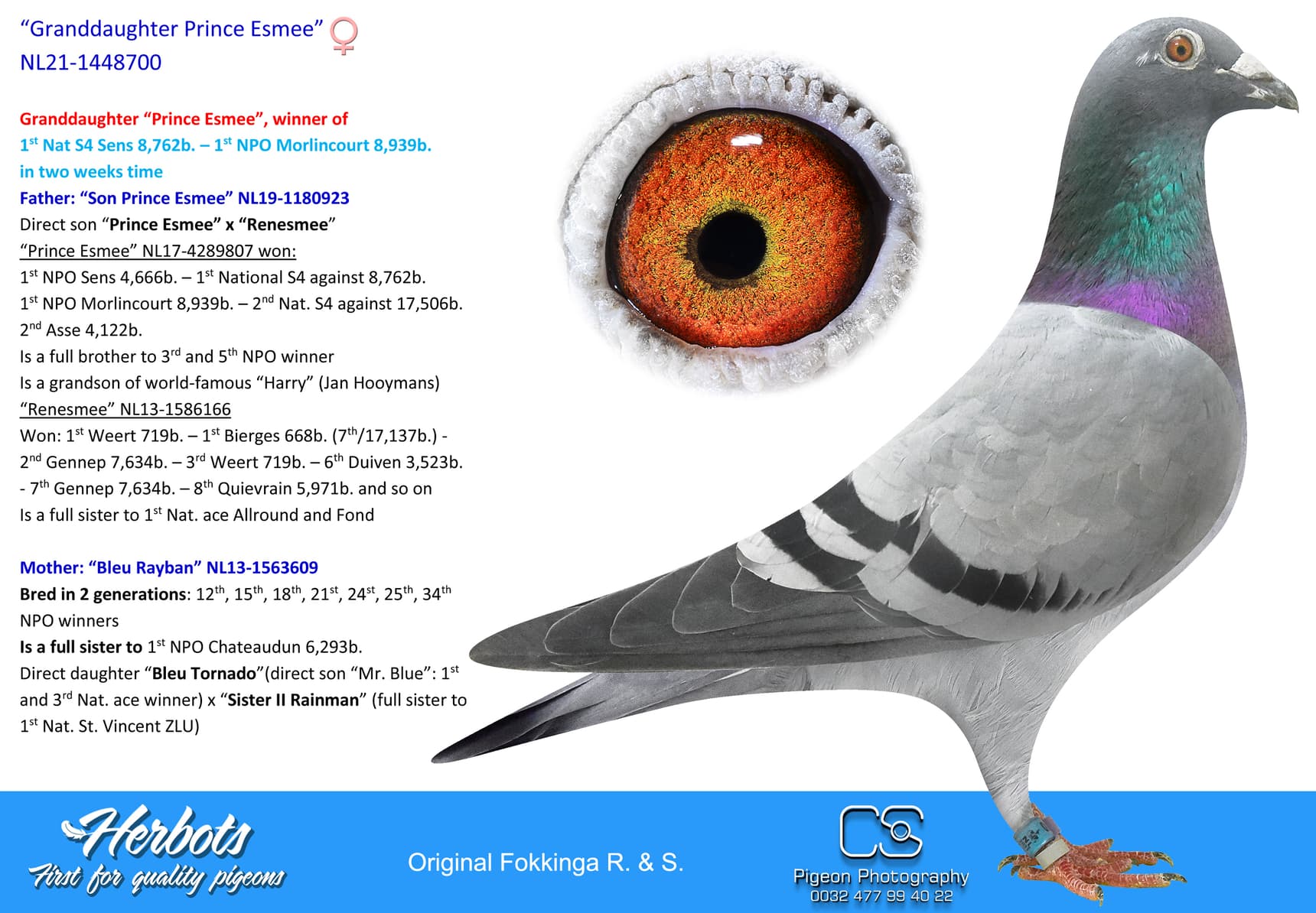 pigeon: undefined