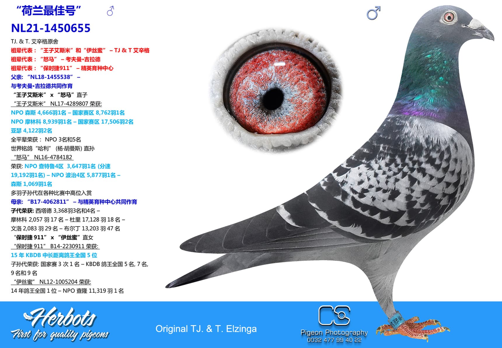 pigeon: undefined