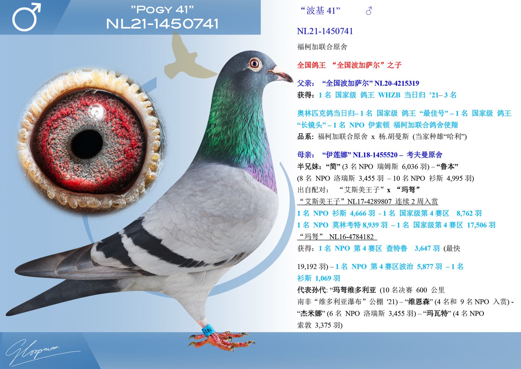pigeon: undefined
