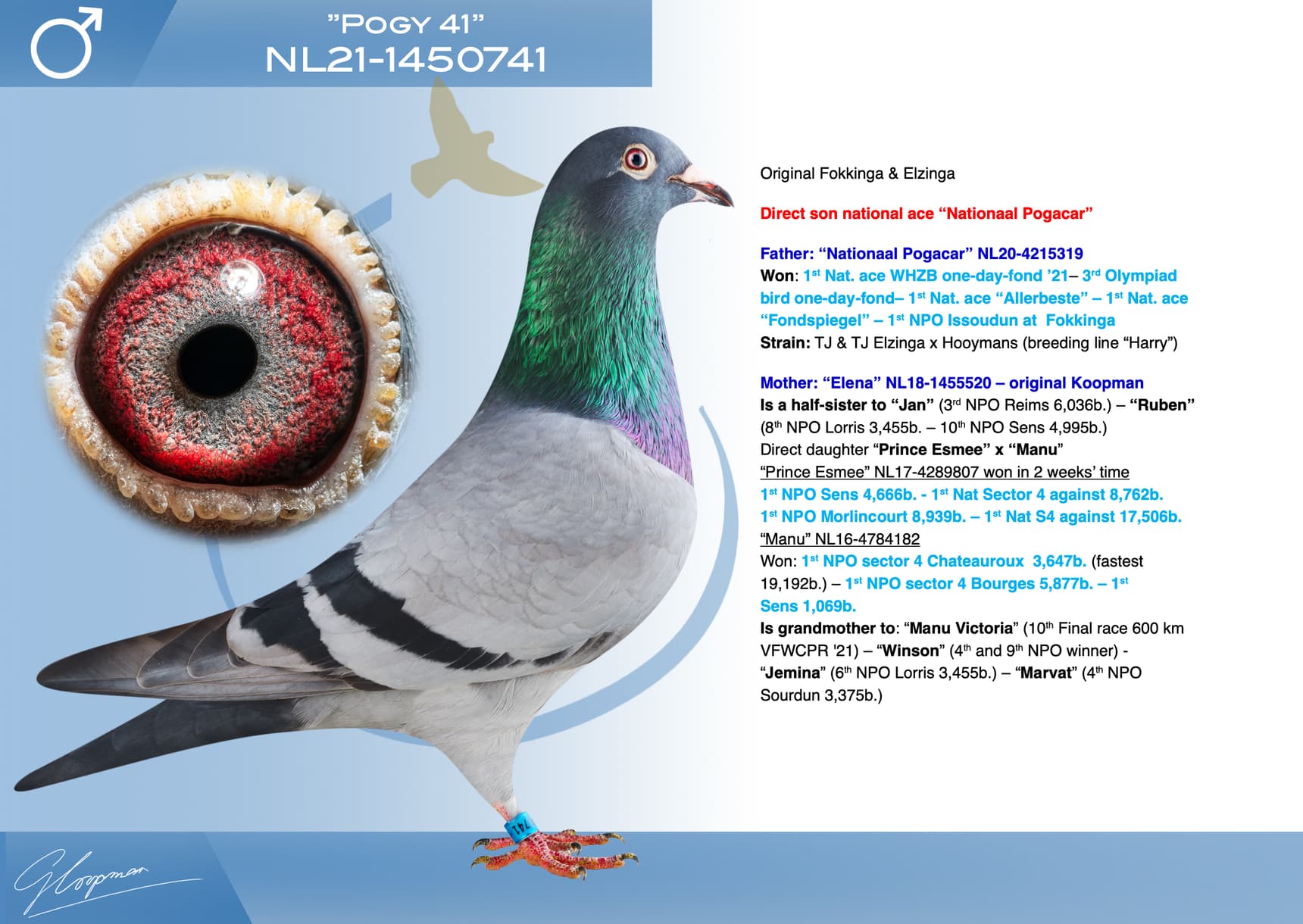 pigeon: undefined