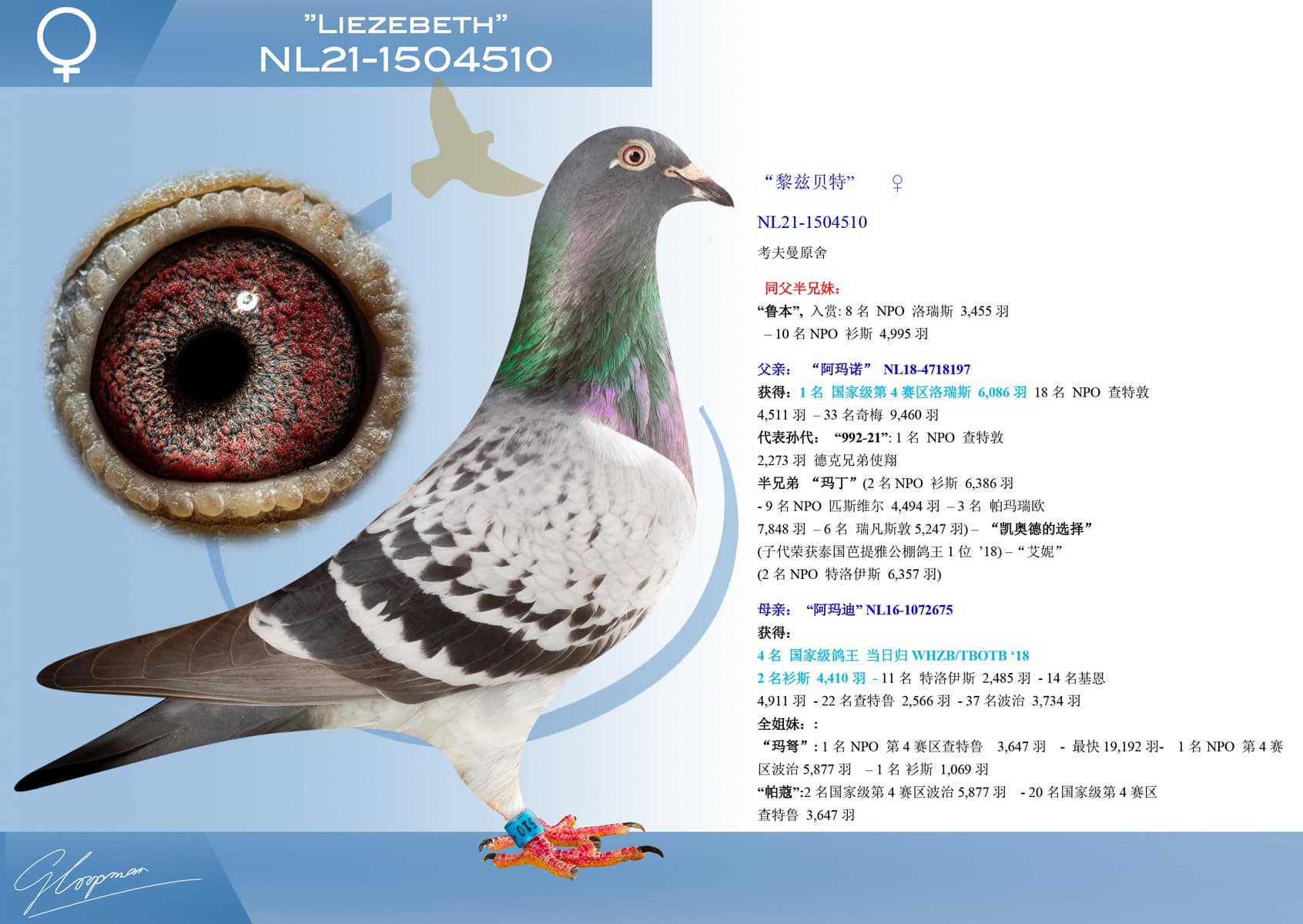 pigeon: undefined