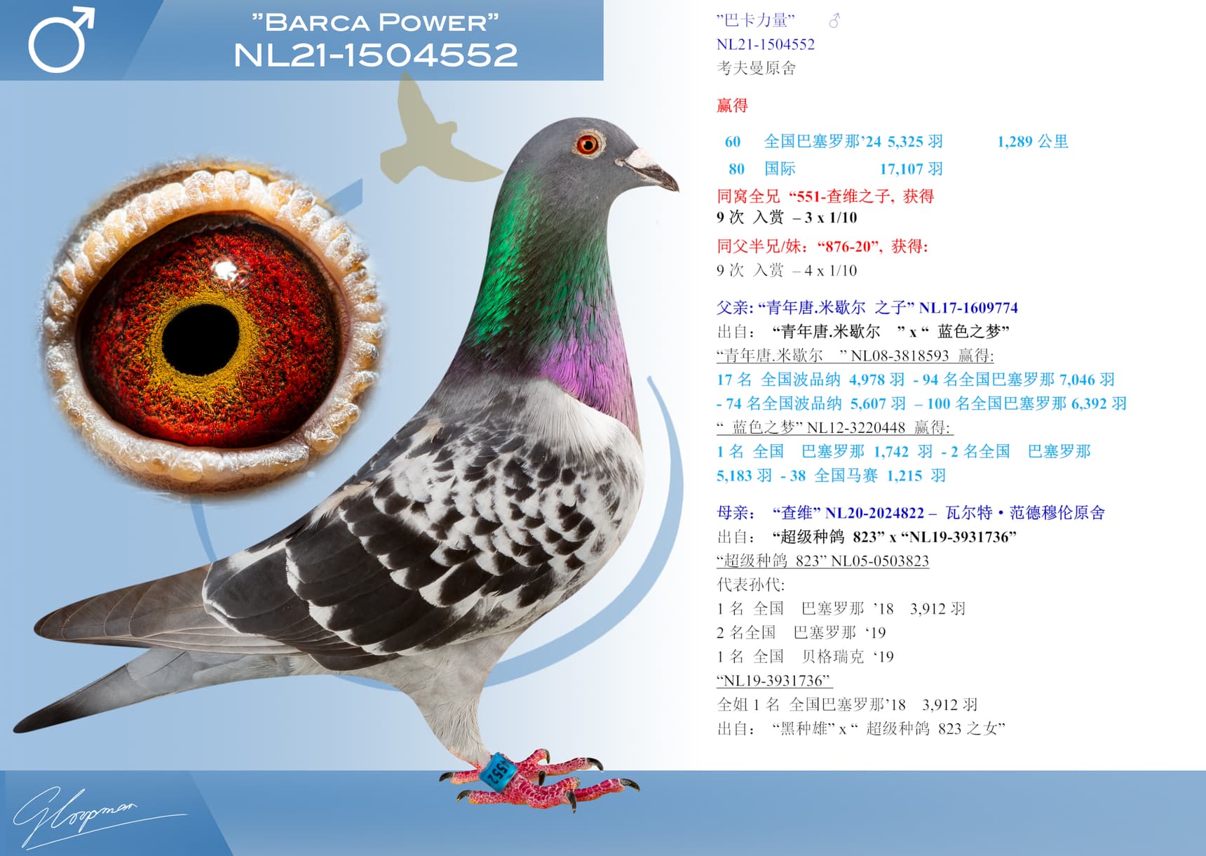pigeon: ”巴卡力量”