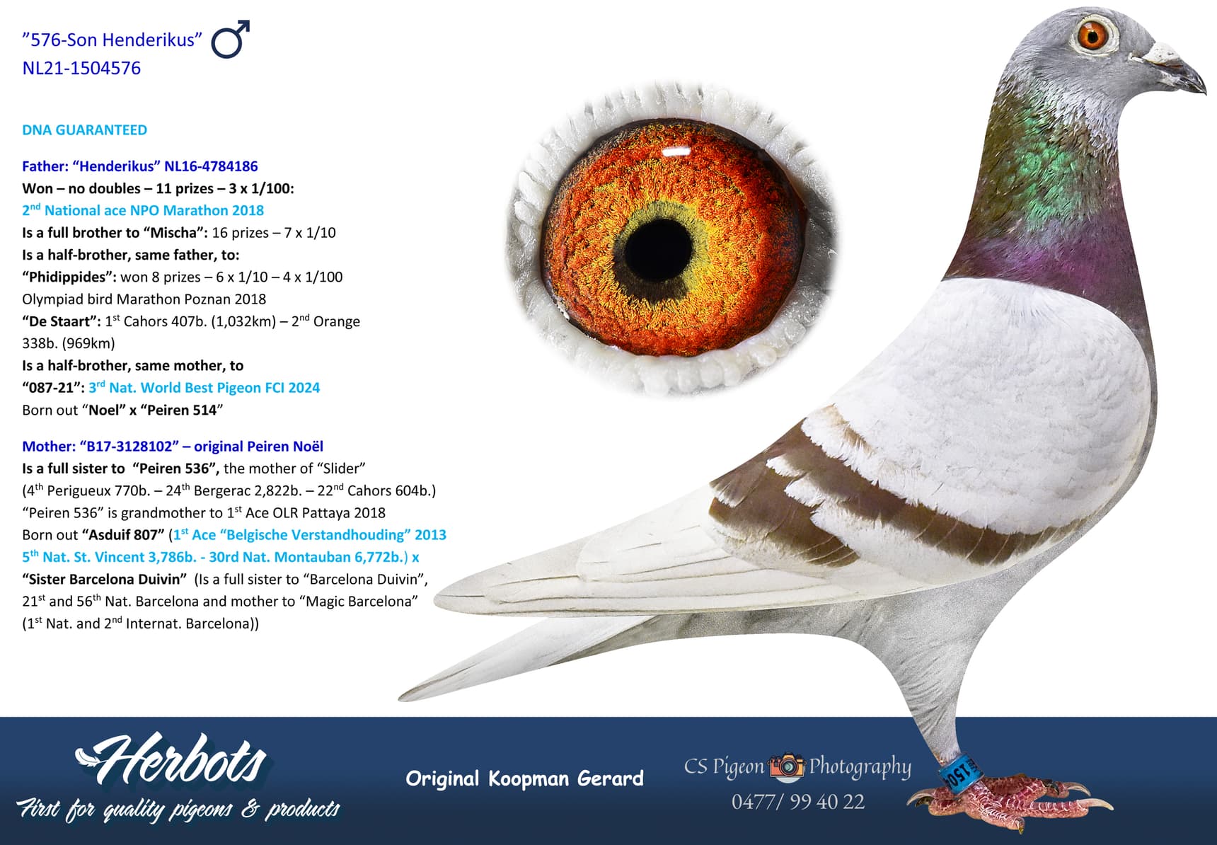 pigeon: undefined
