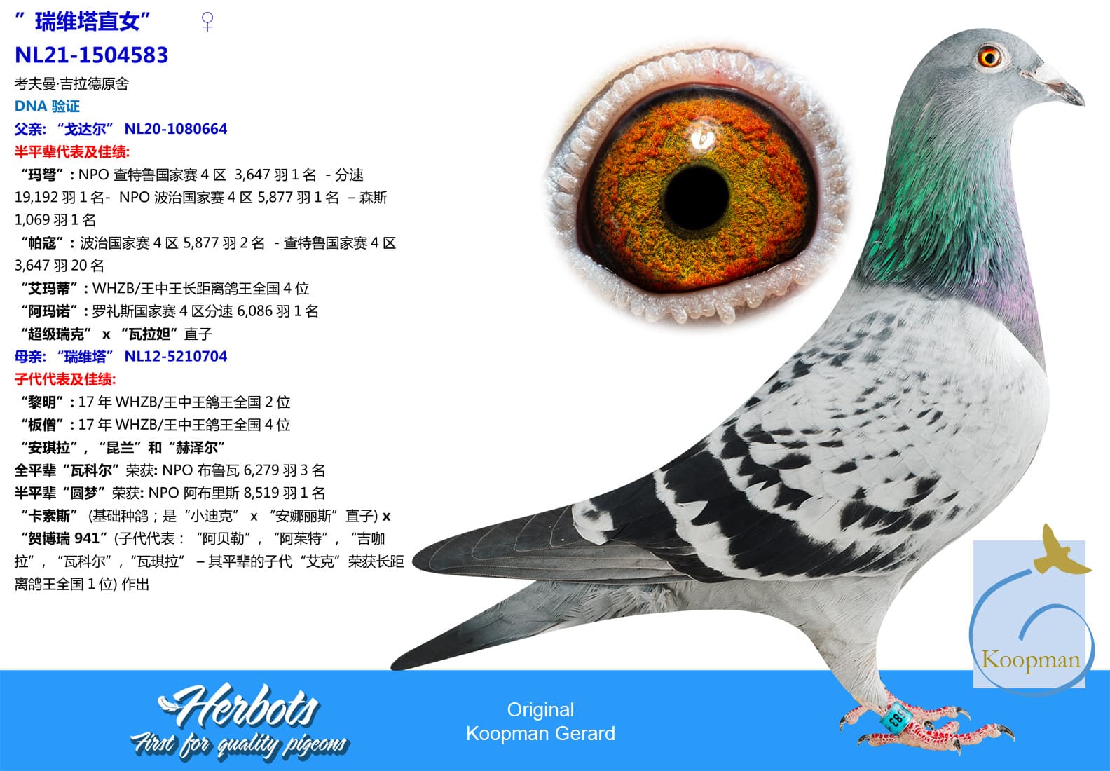pigeon: undefined