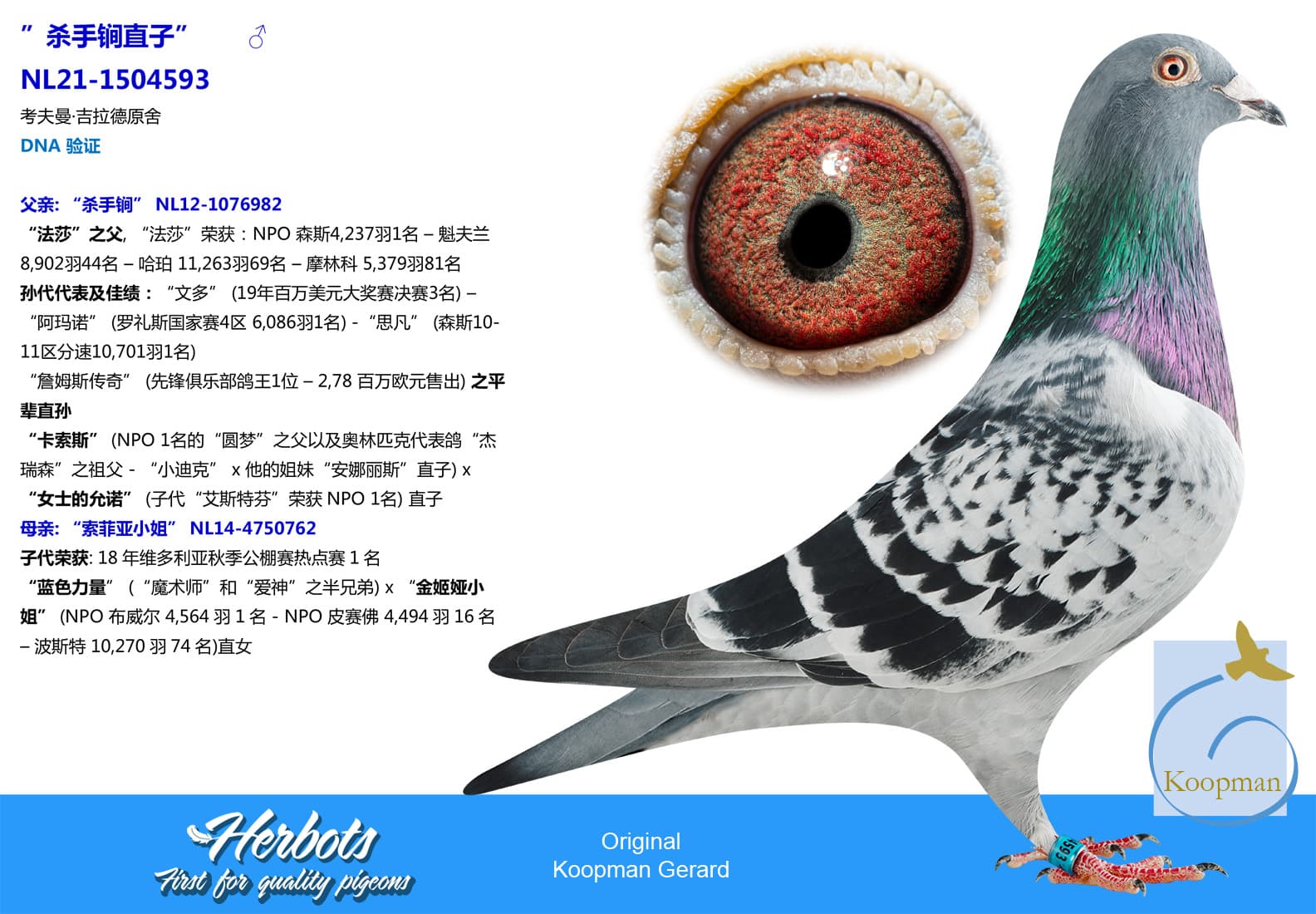 pigeon: undefined